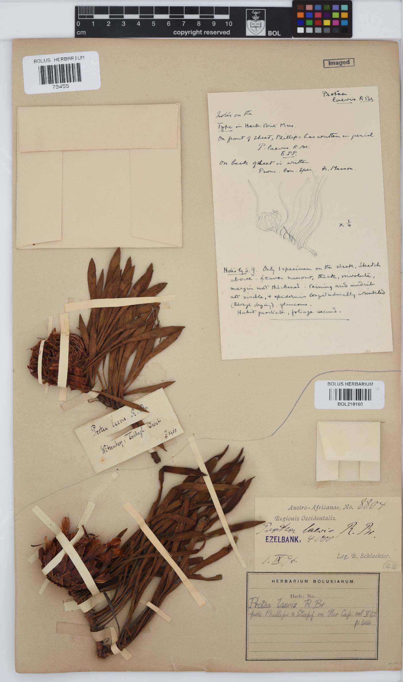 Protea laevis image