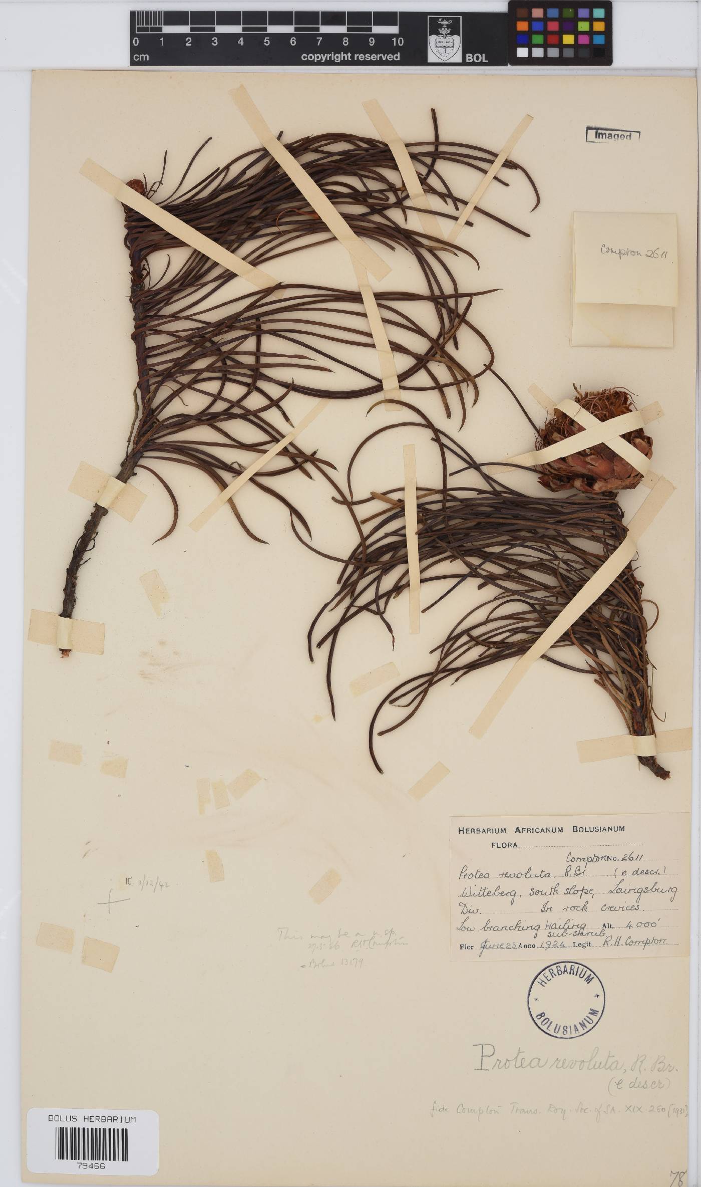 Protea revoluta image