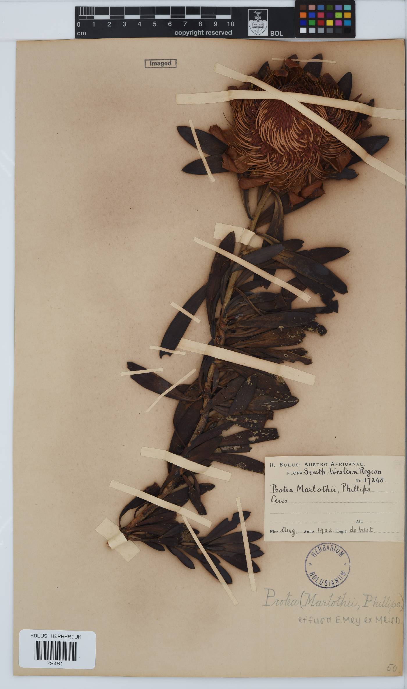 Protea effusa image