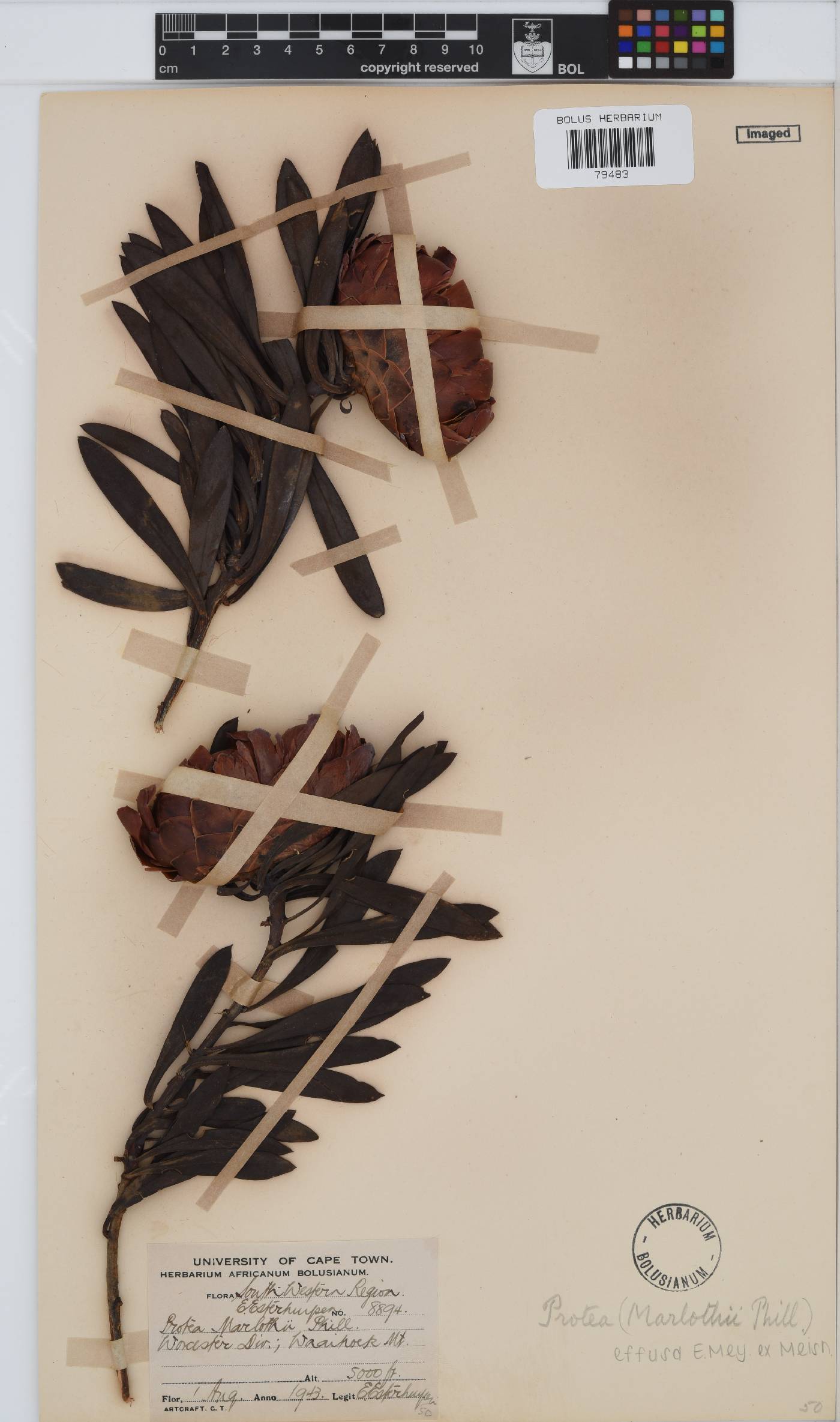 Protea effusa image