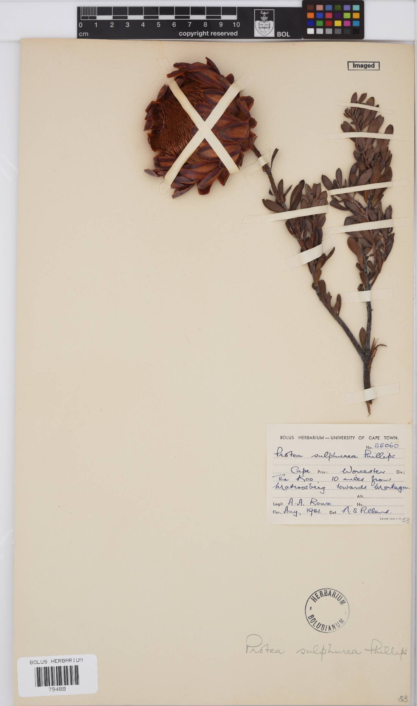 Protea sulphurea image