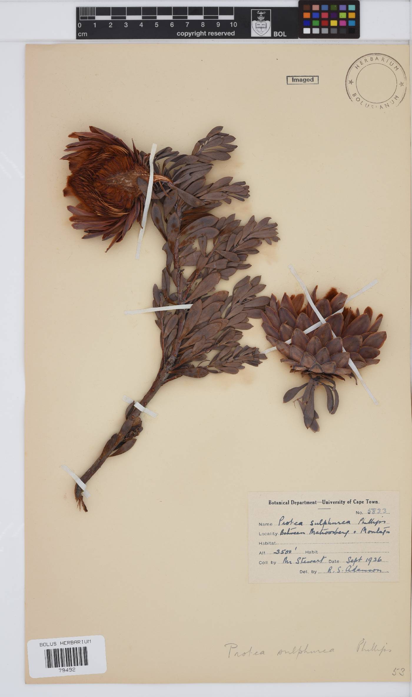 Protea sulphurea image