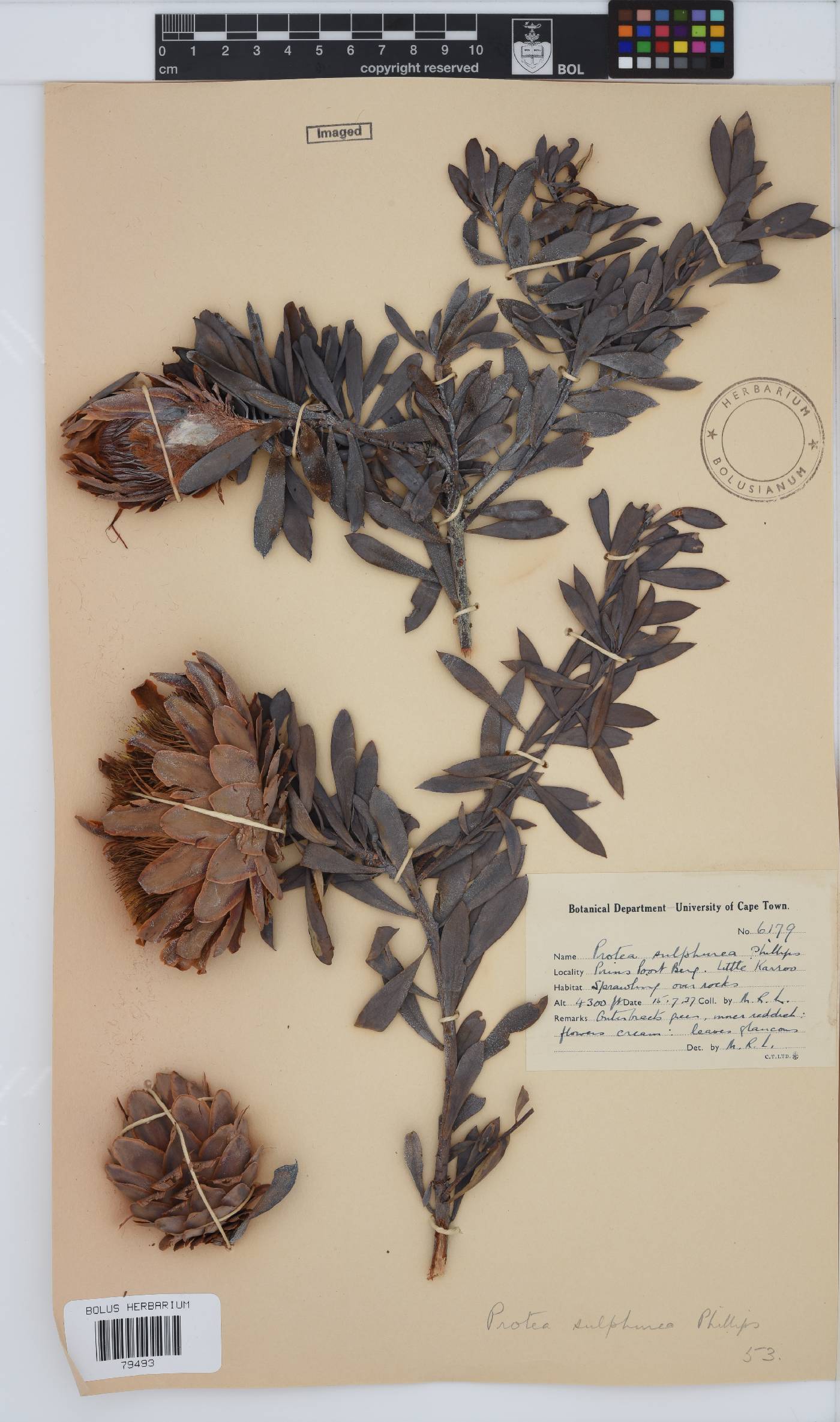 Protea sulphurea image