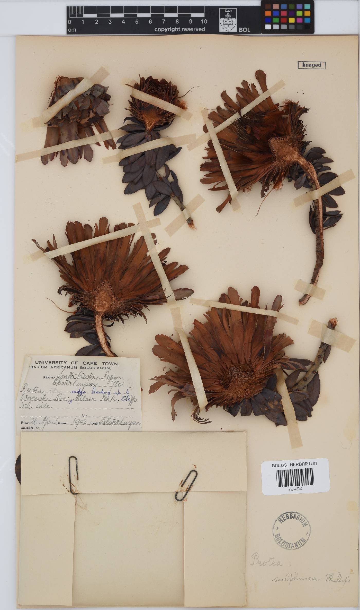 Protea sulphurea image