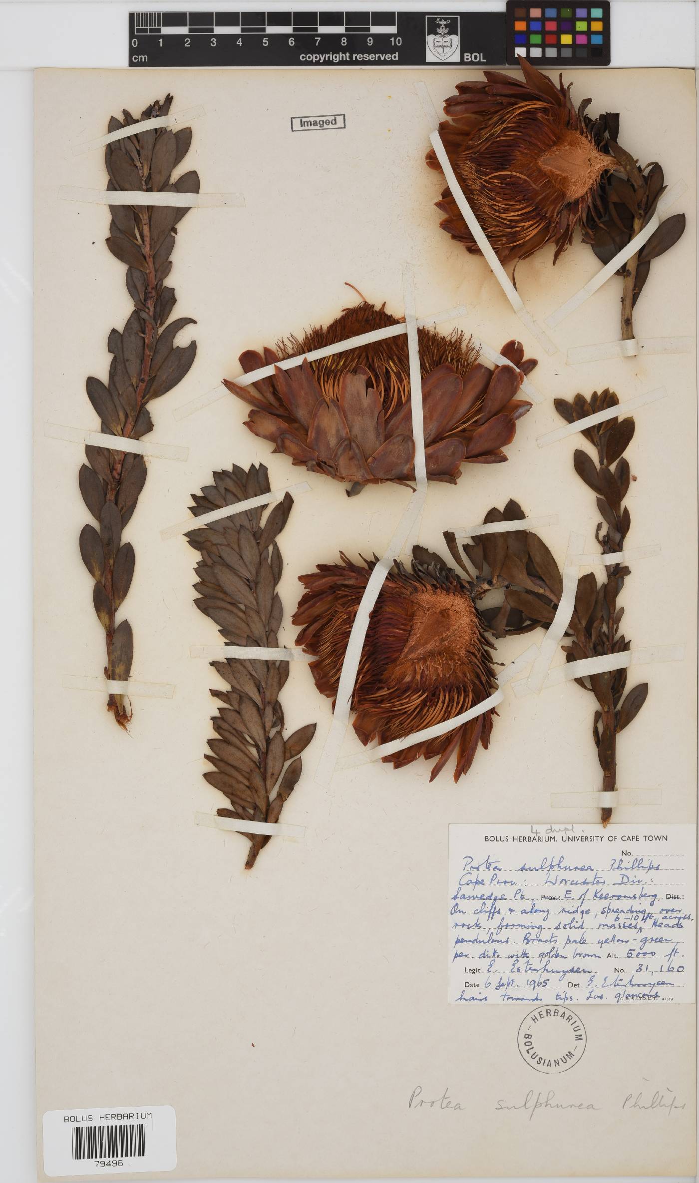 Protea sulphurea image