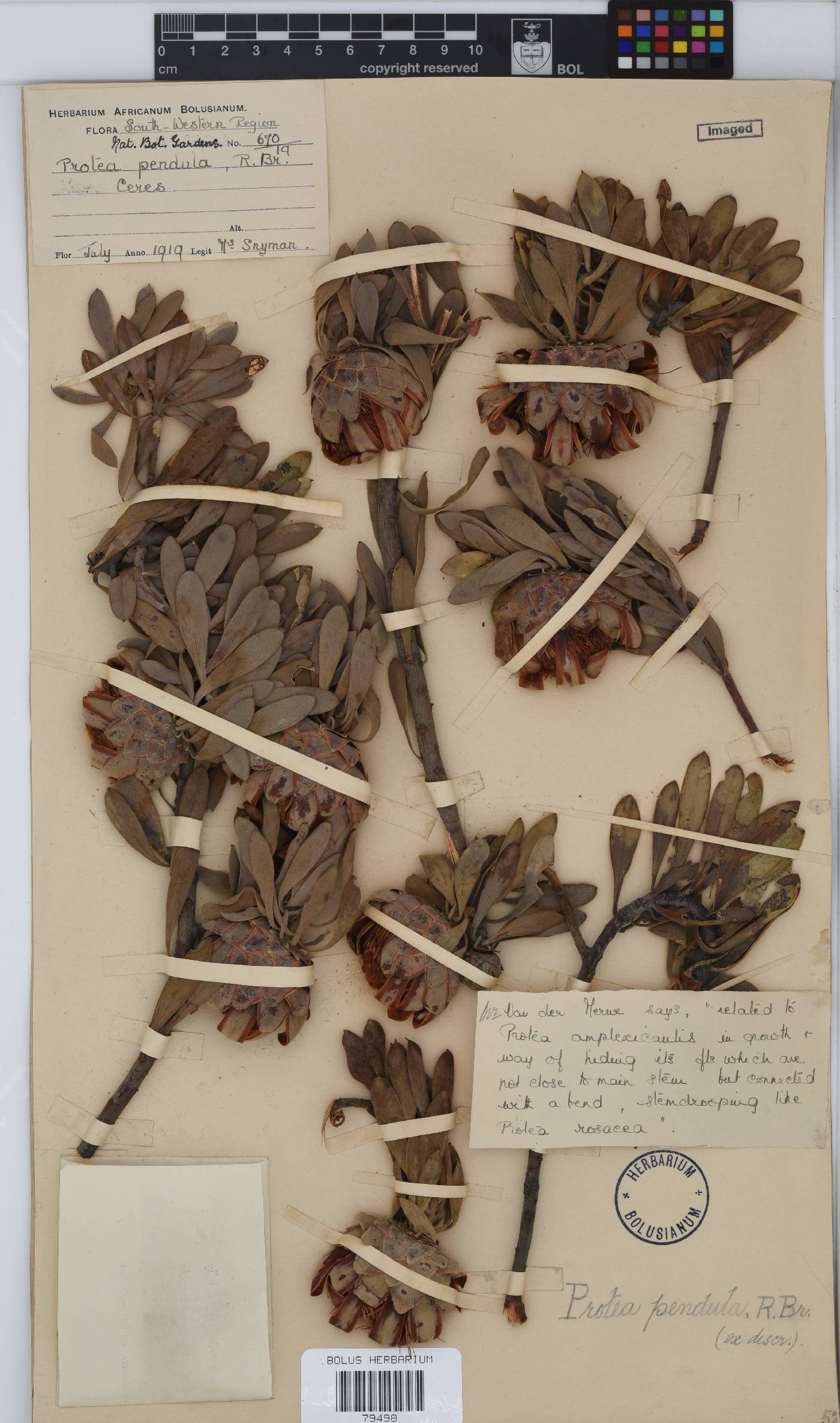 Protea pendula image