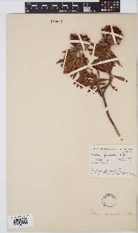 Protea pendula image