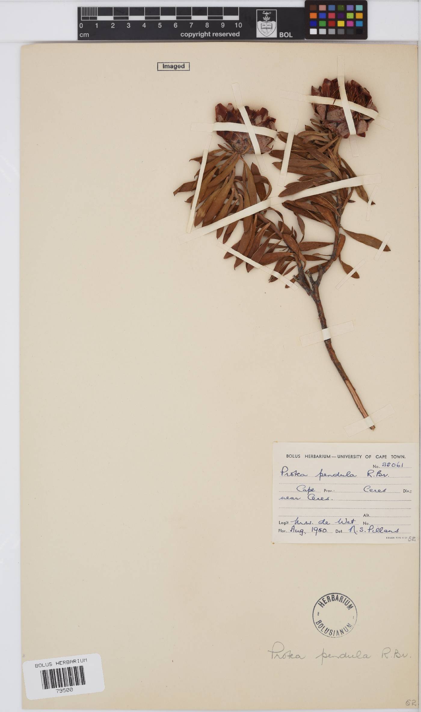 Protea pendula image