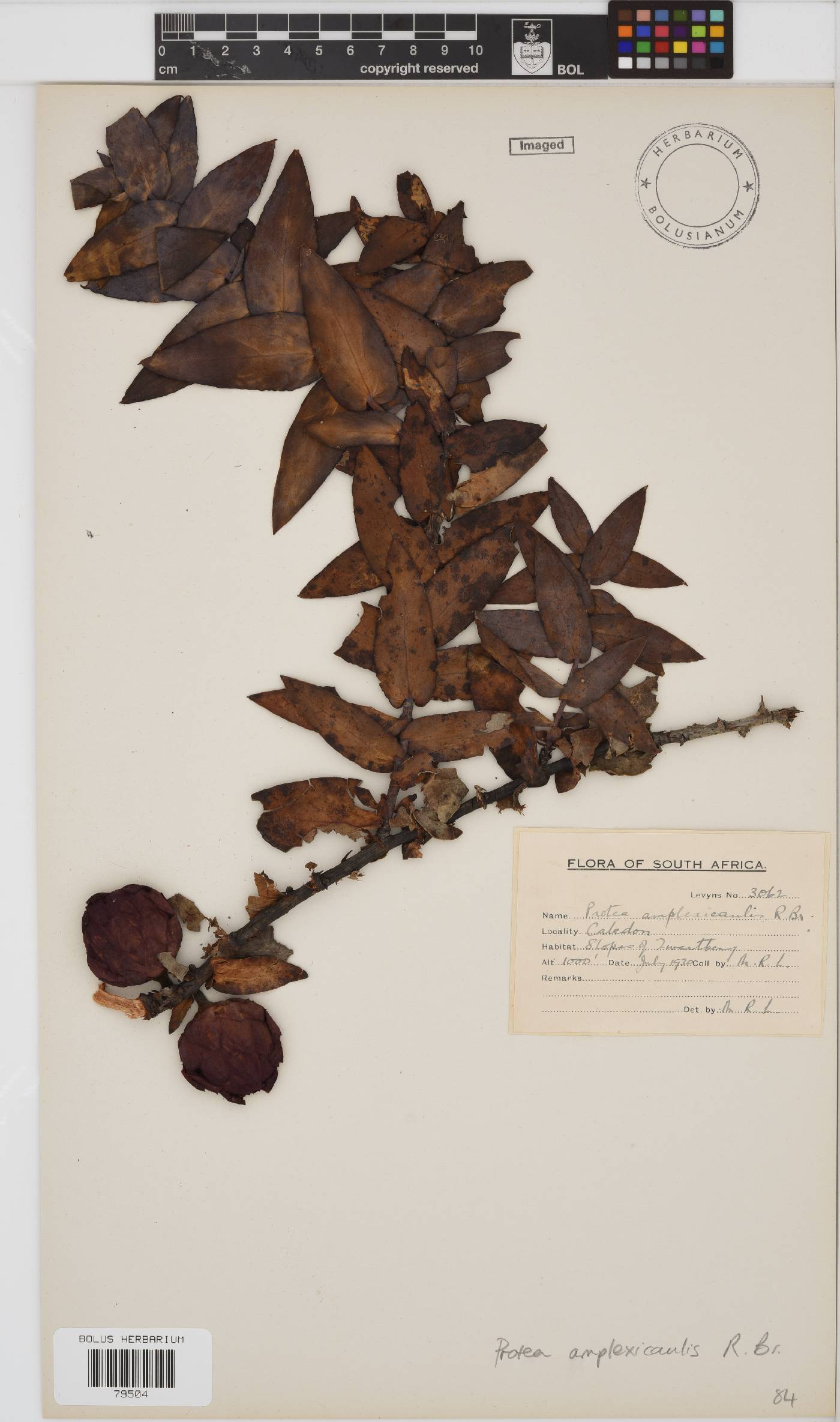 Protea amplexicaulis image