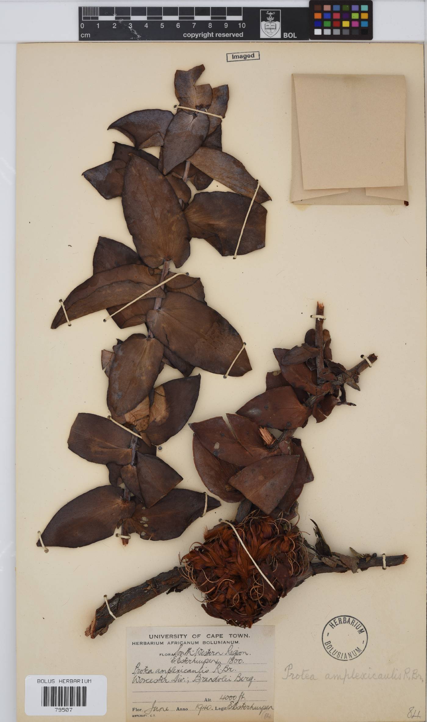 Protea amplexicaulis image