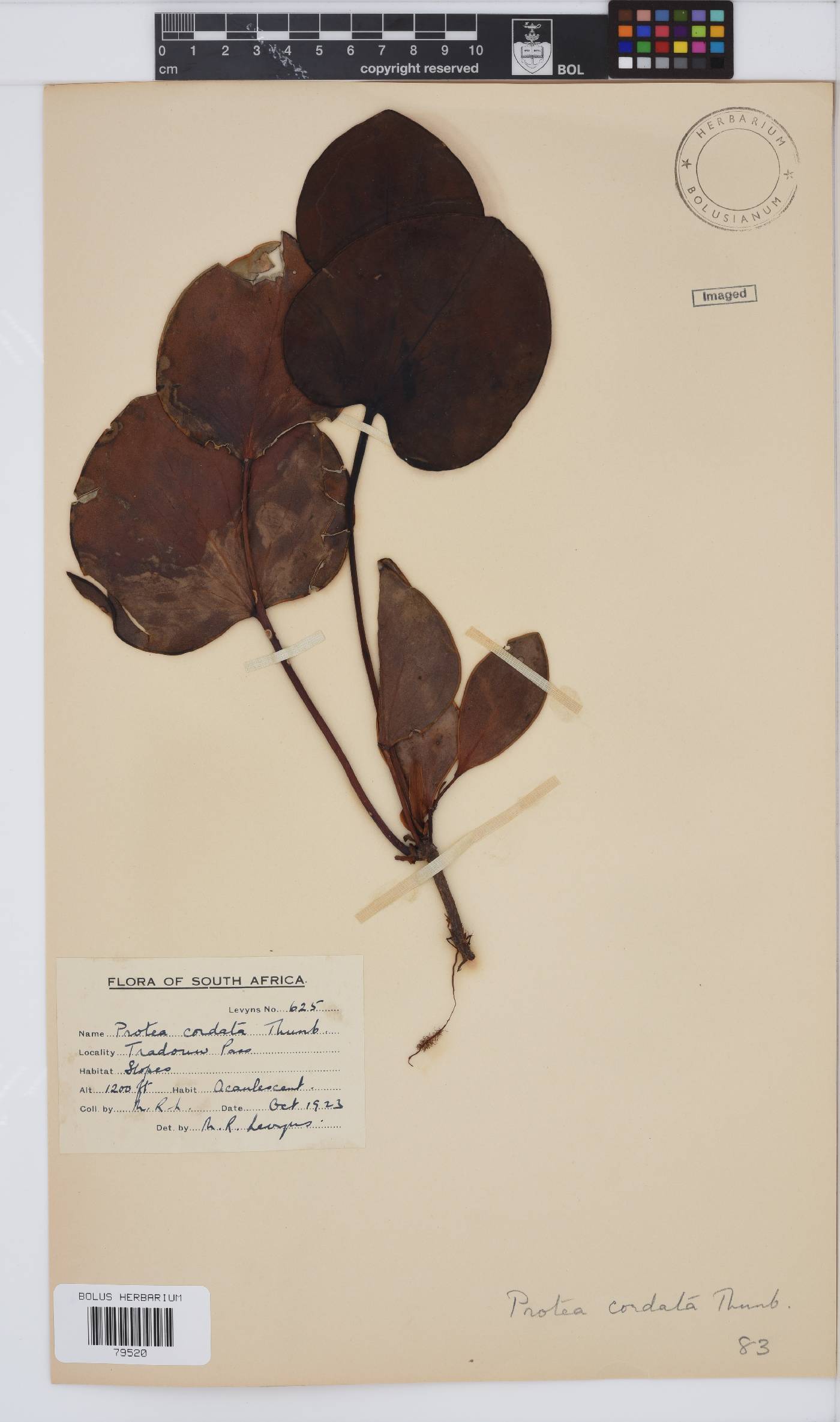 Protea cordata image