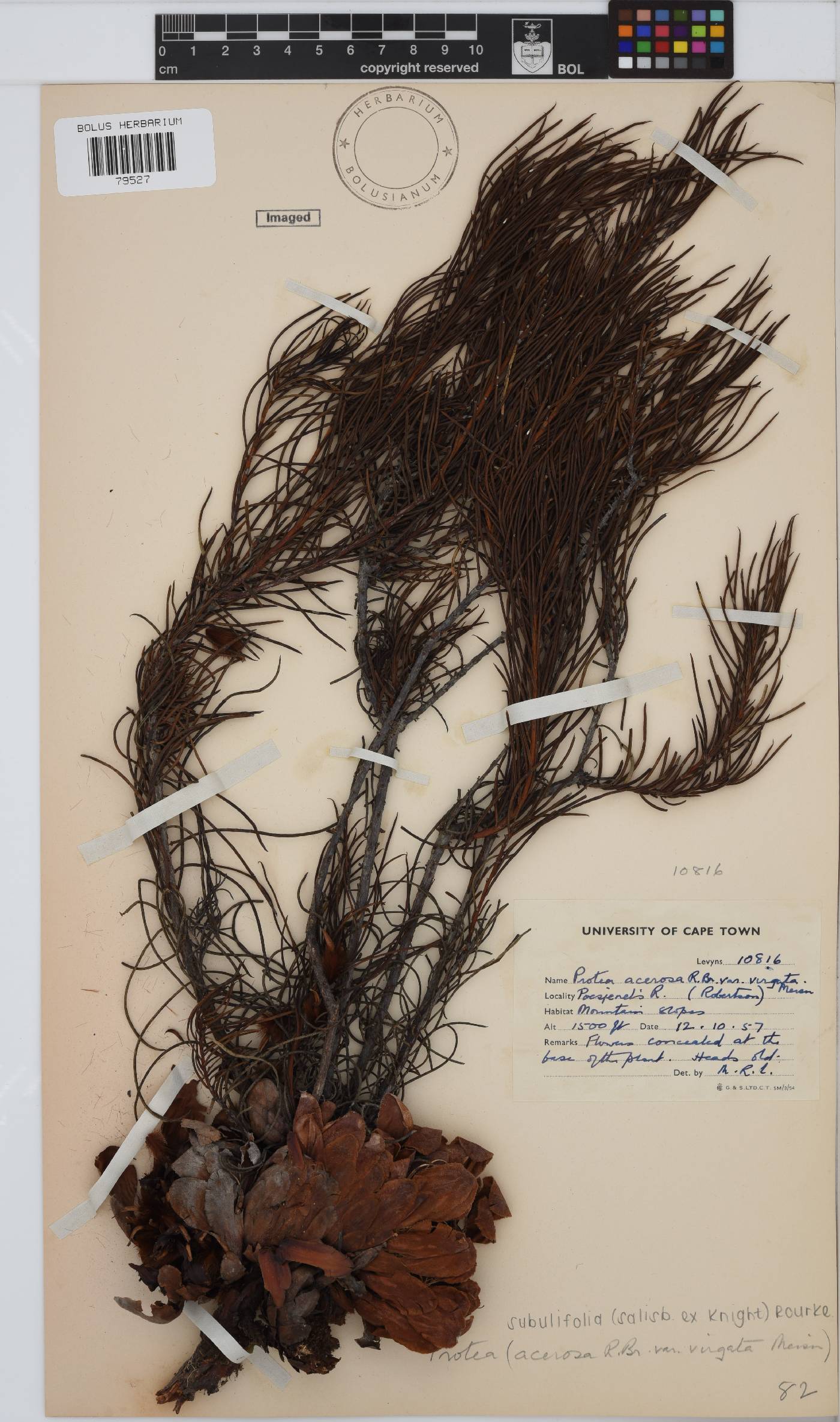 Protea subulifolia image