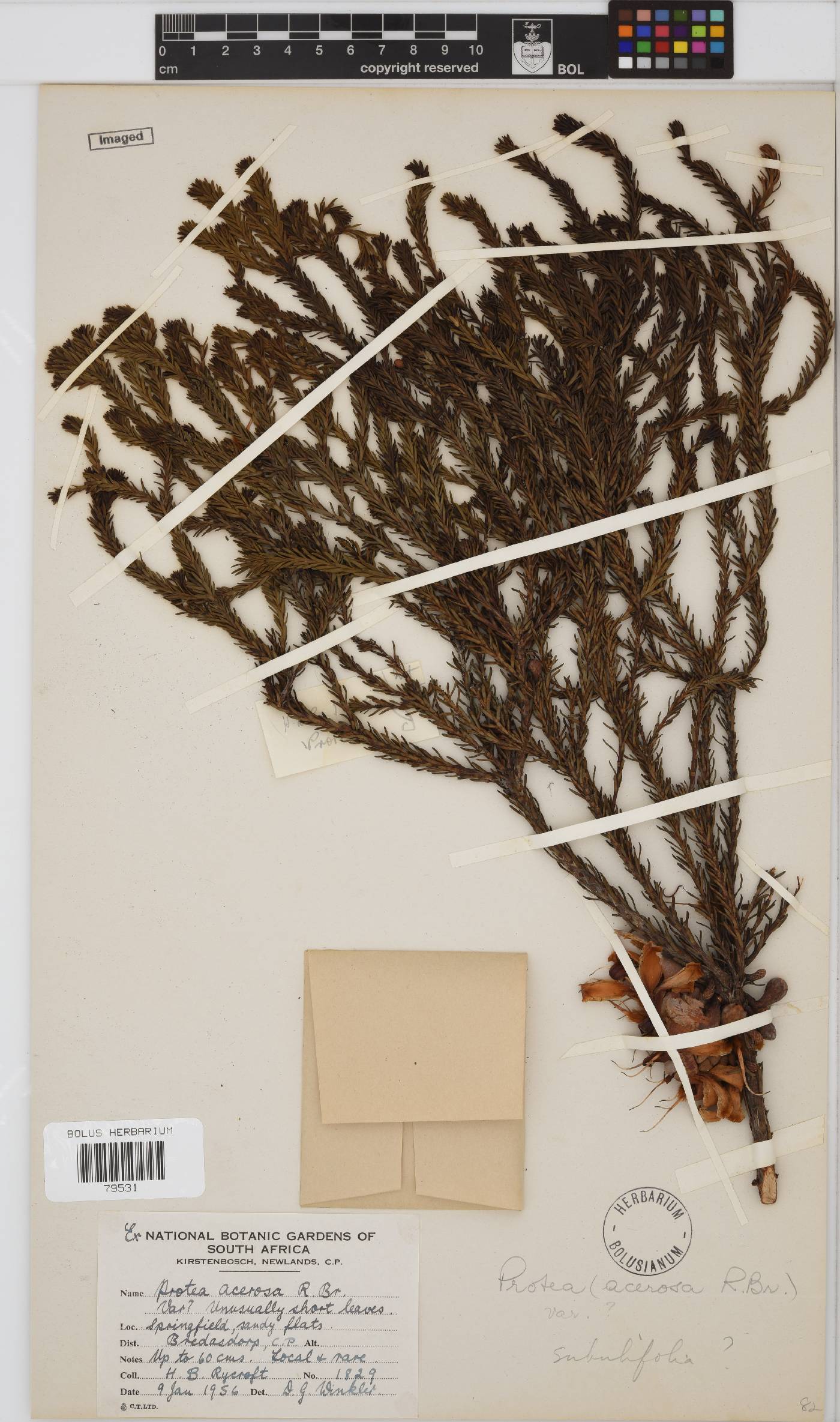 Protea subulifolia image