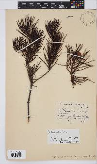 Protea subulifolia image