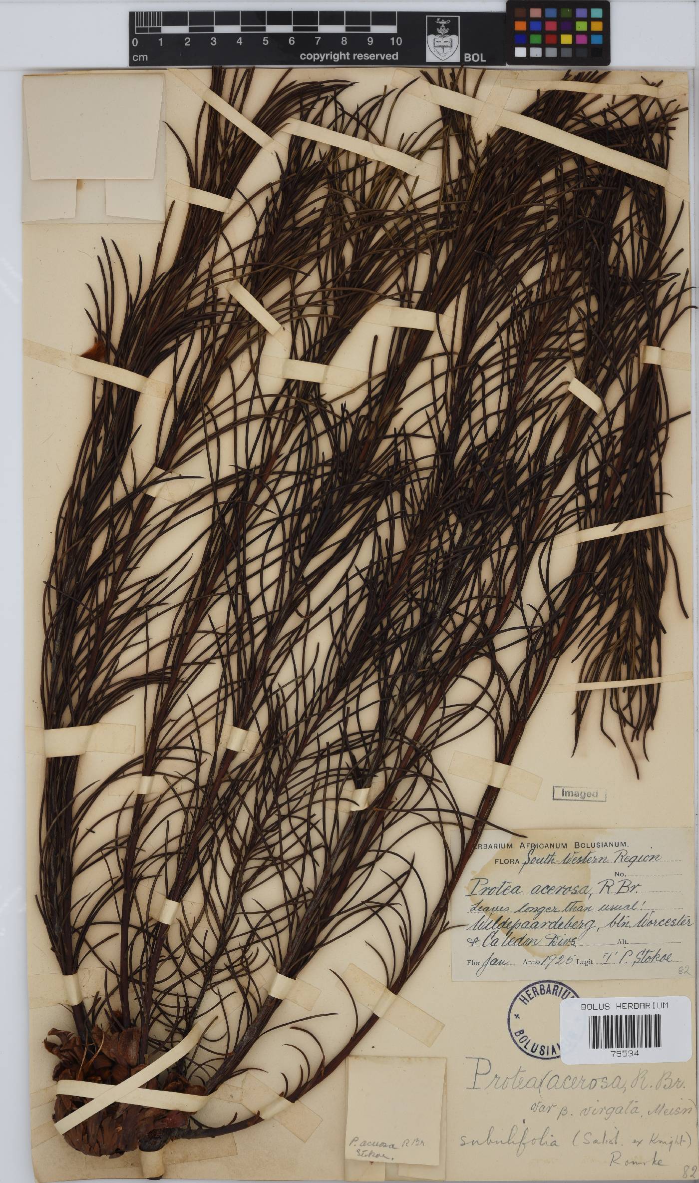 Protea subulifolia image