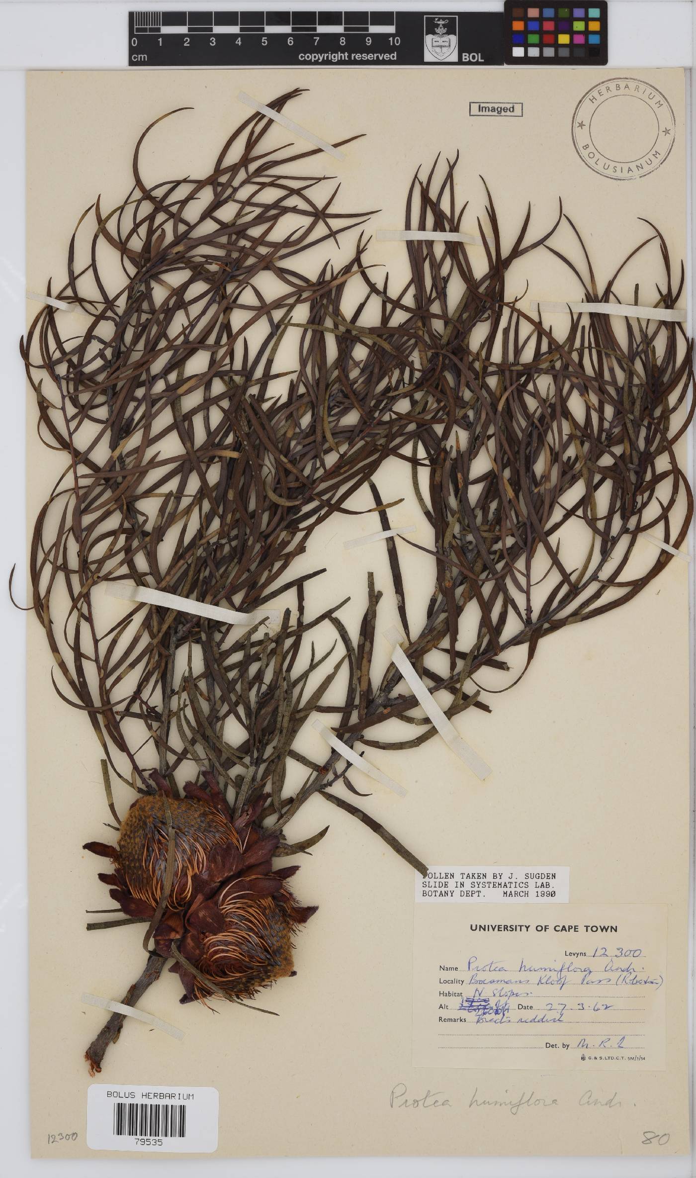 Protea humiflora image