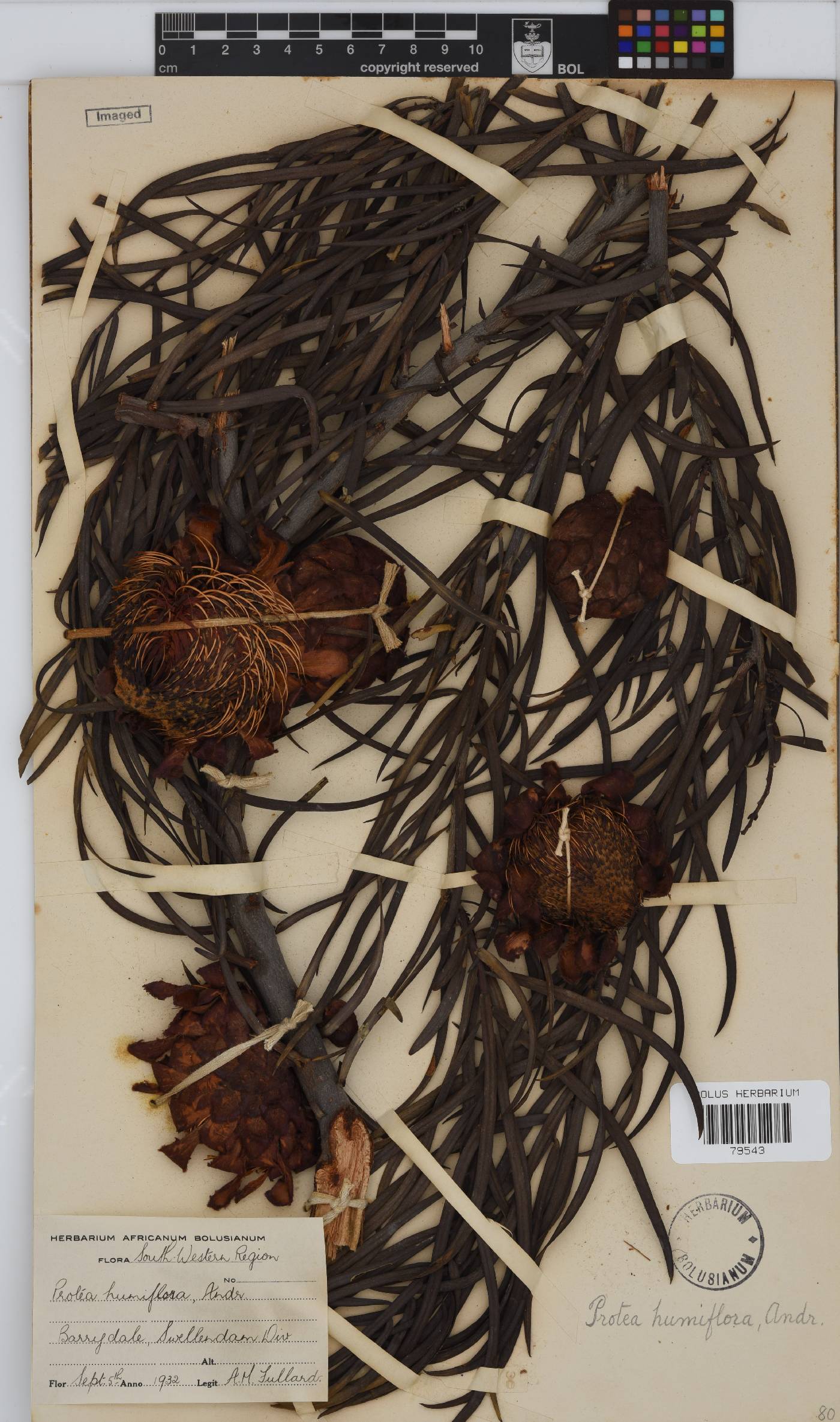 Protea humiflora image