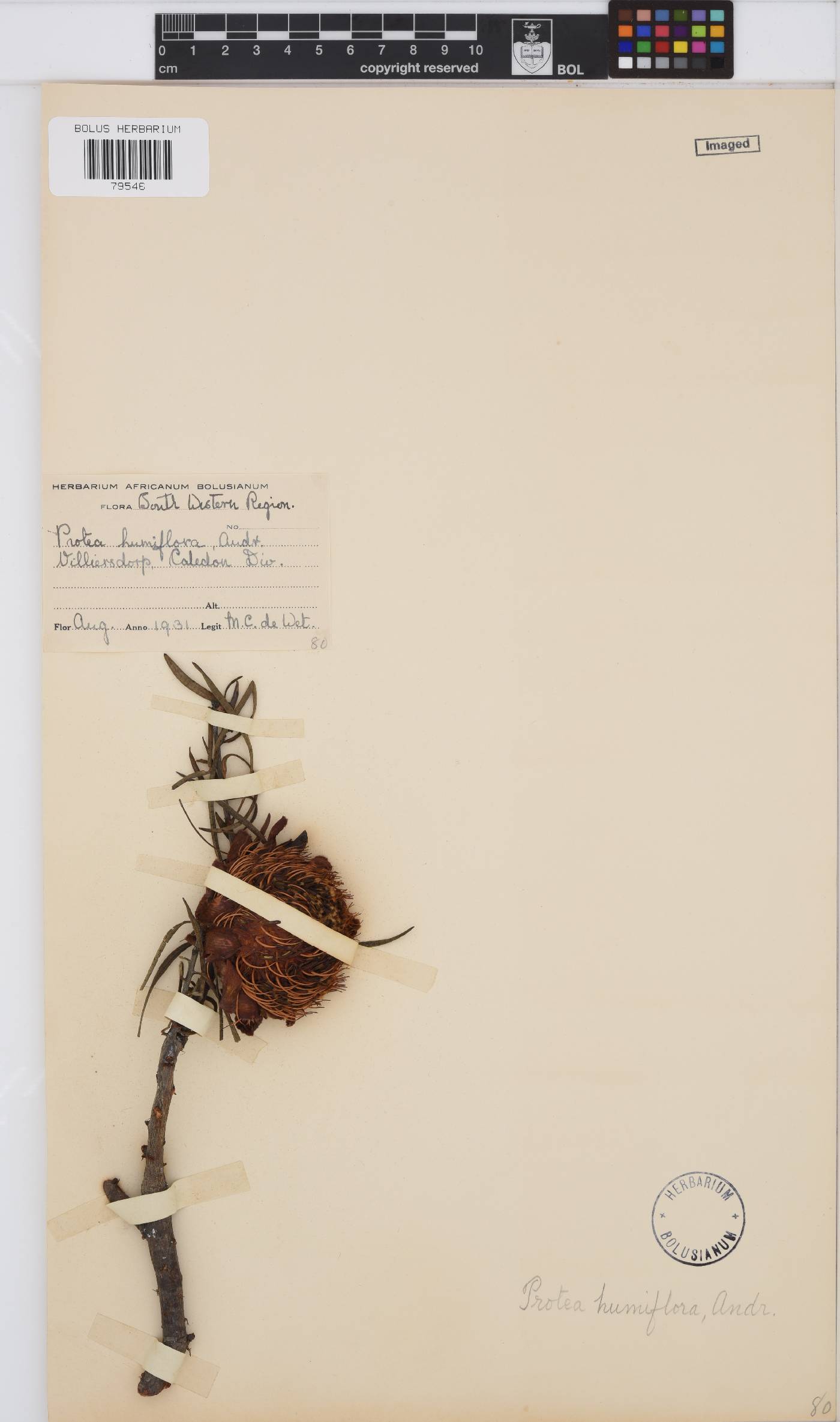 Protea humiflora image