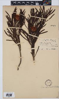 Protea scolymocephala image