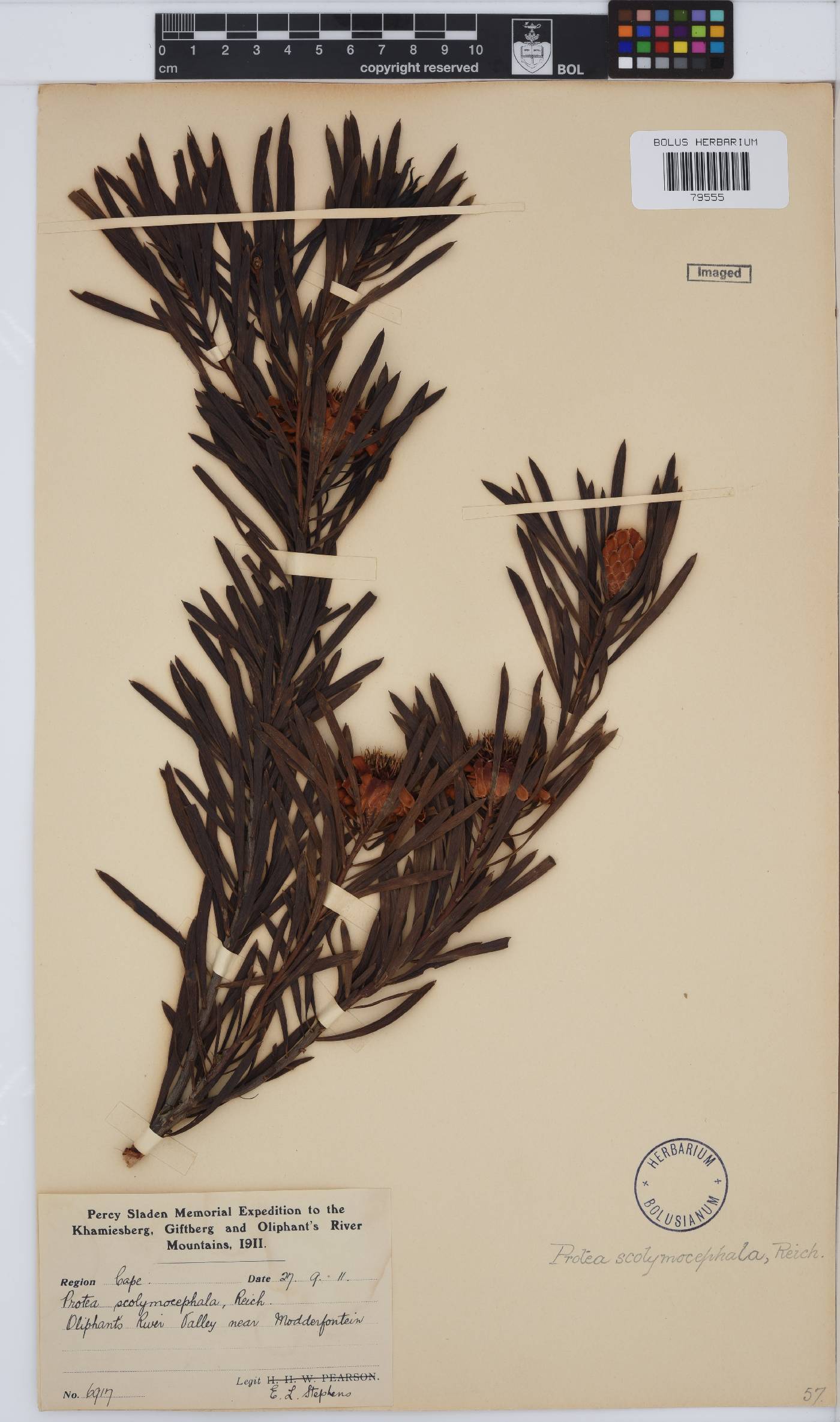 Protea scolymocephala image