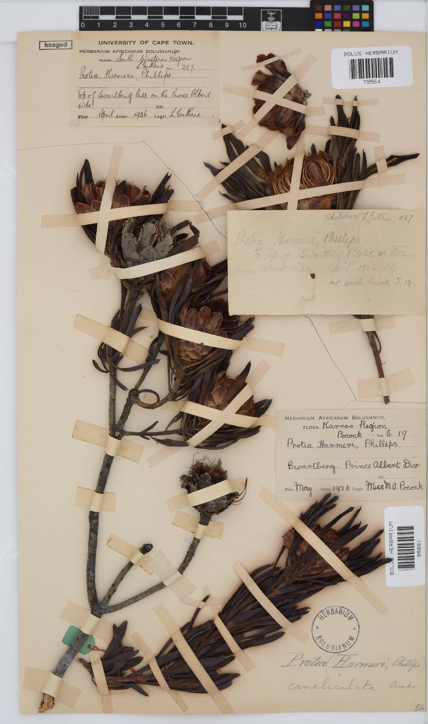 Protea canaliculata image