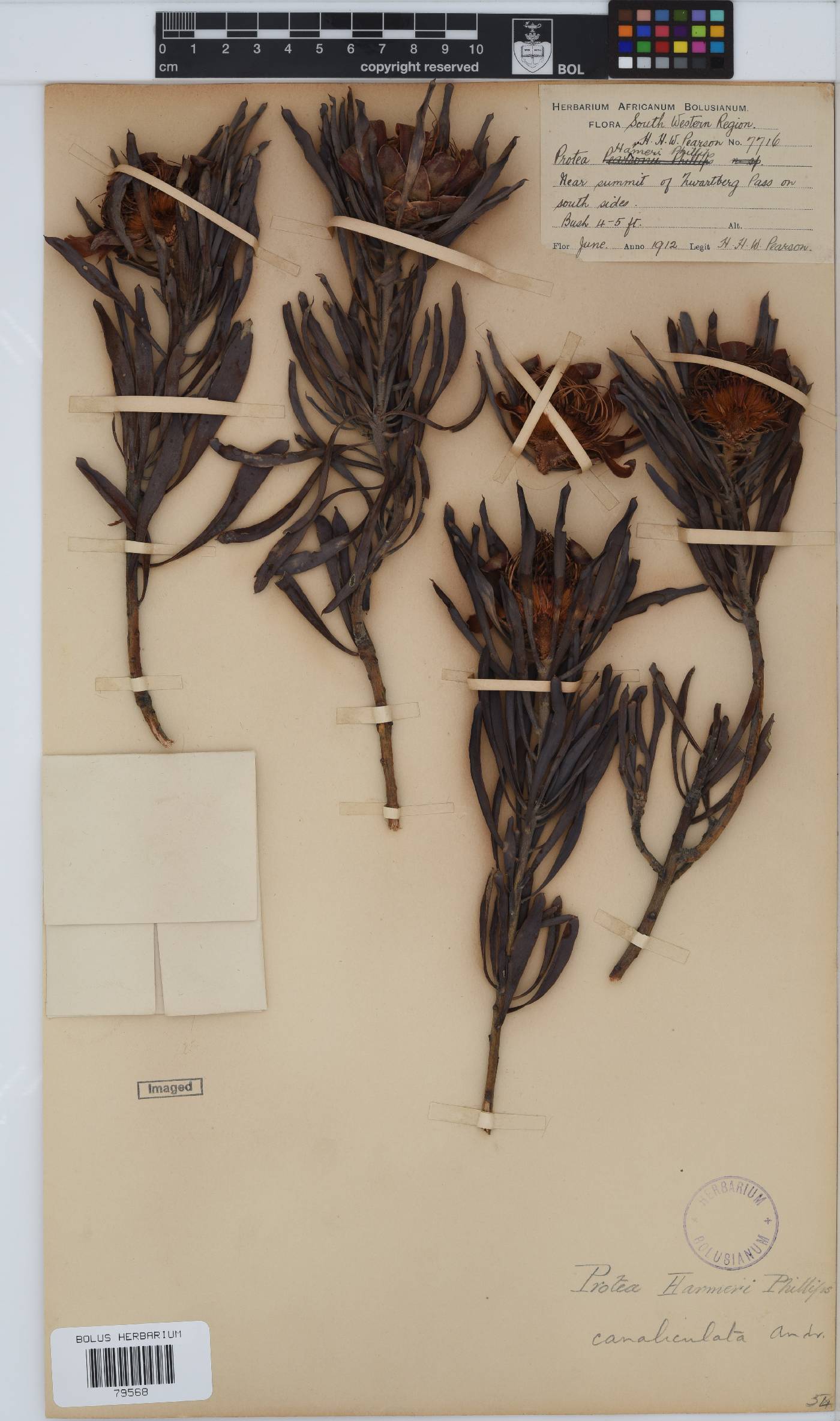 Protea canaliculata image