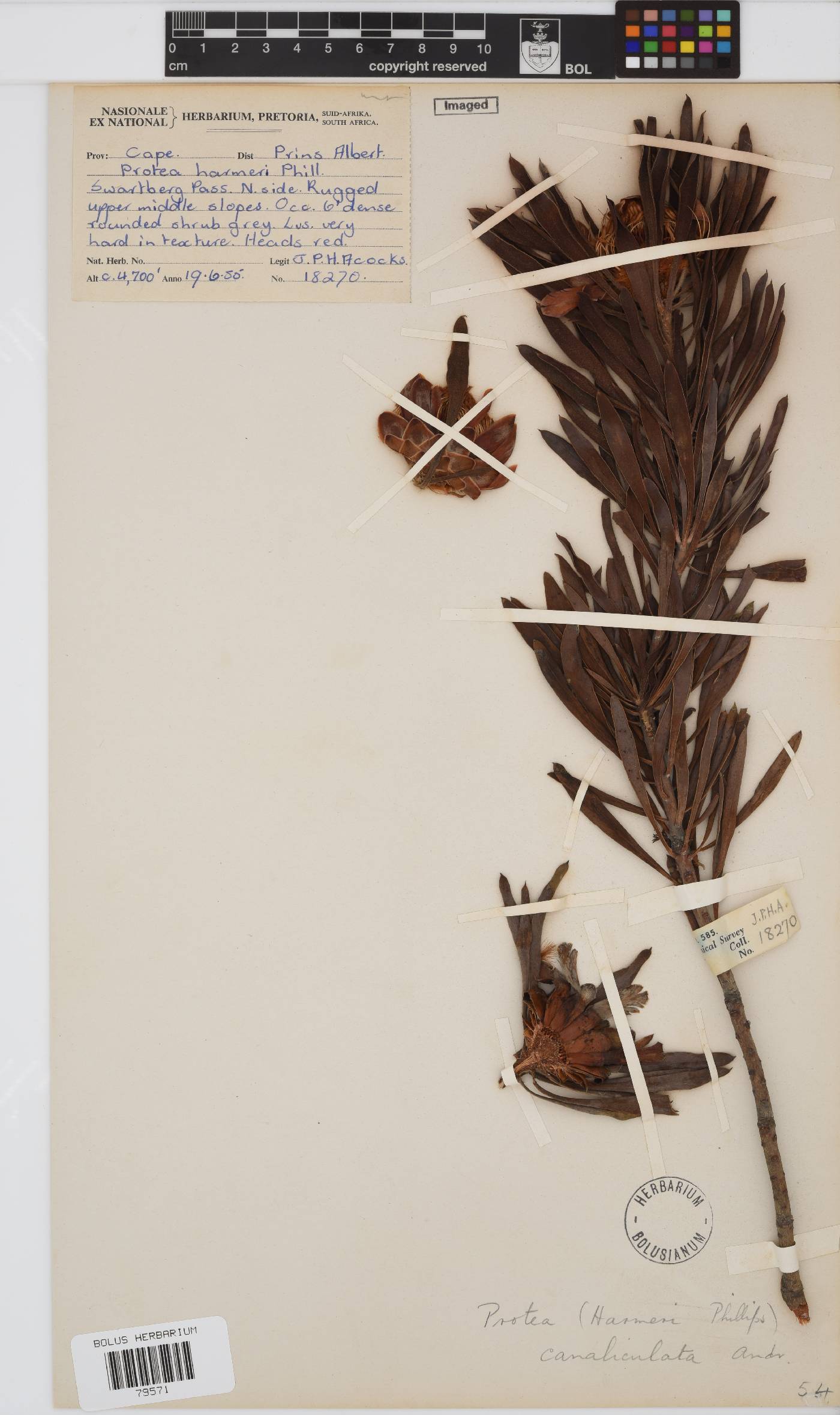 Protea canaliculata image