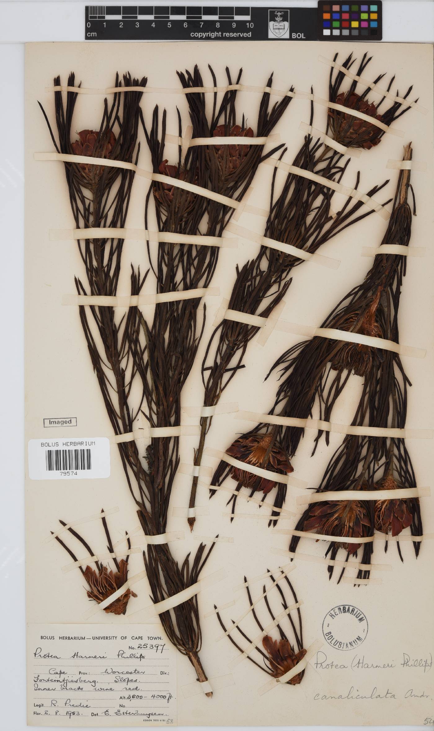 Protea canaliculata image