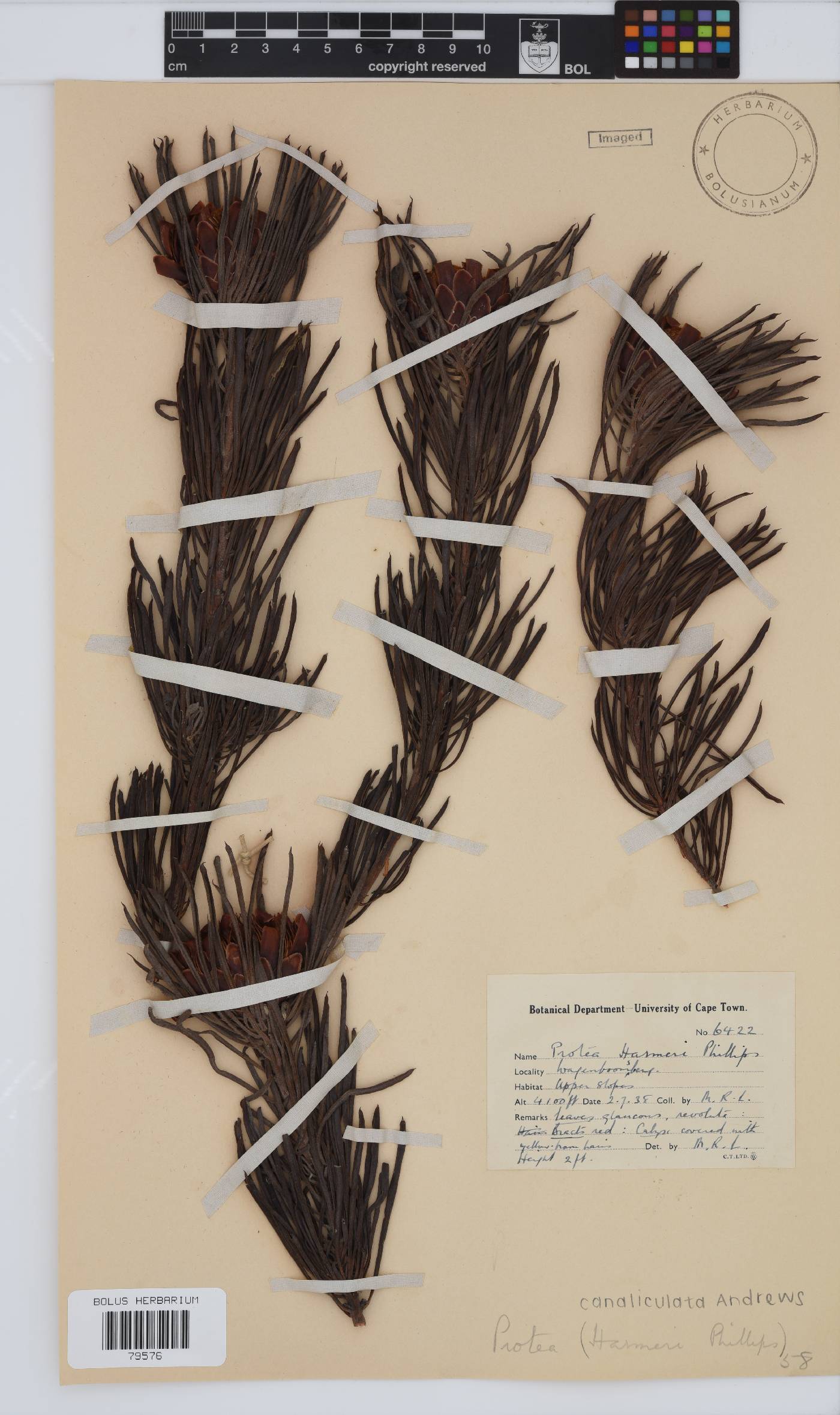 Protea canaliculata image