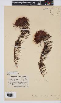 Protea witzenbergiana image