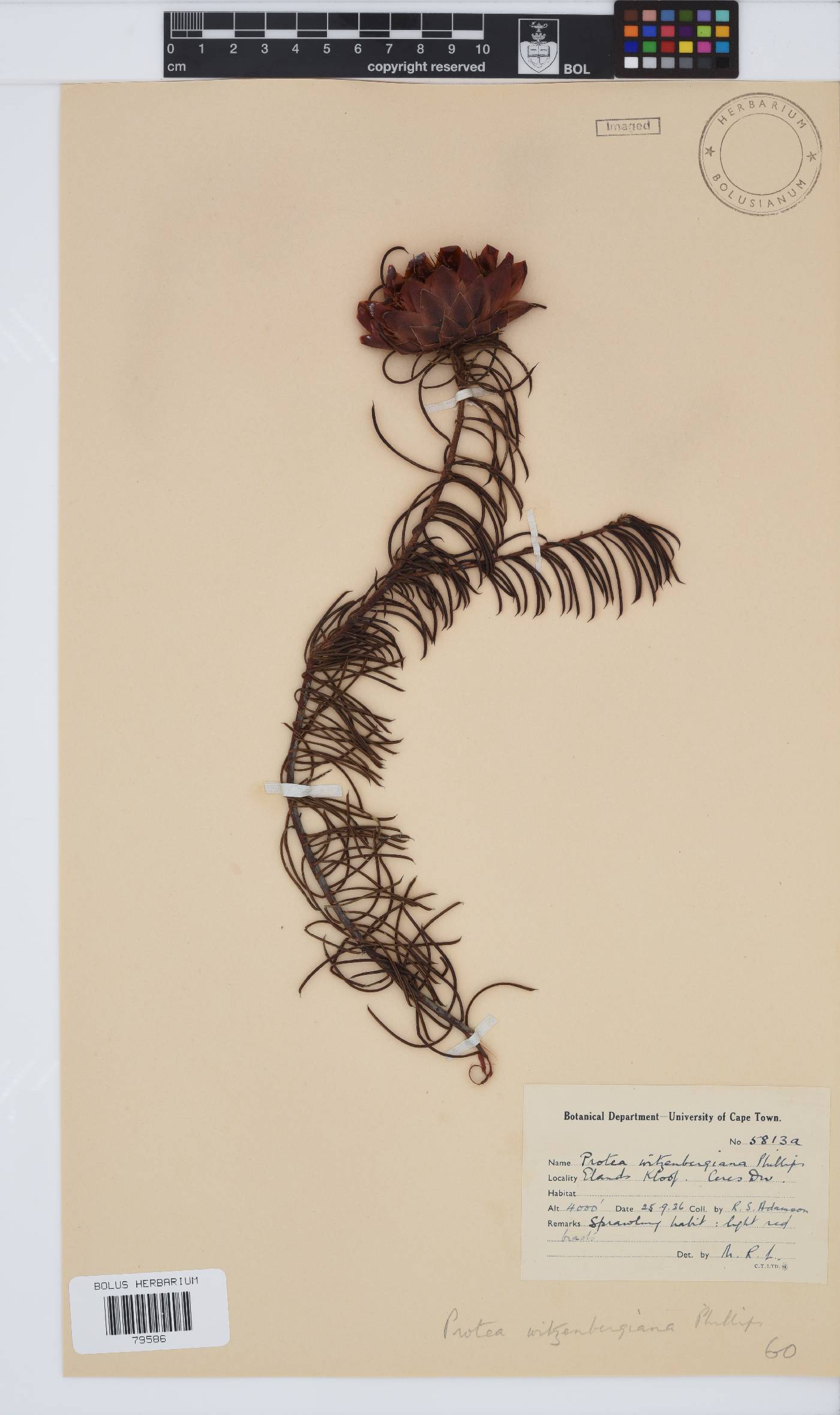 Protea witzenbergiana image