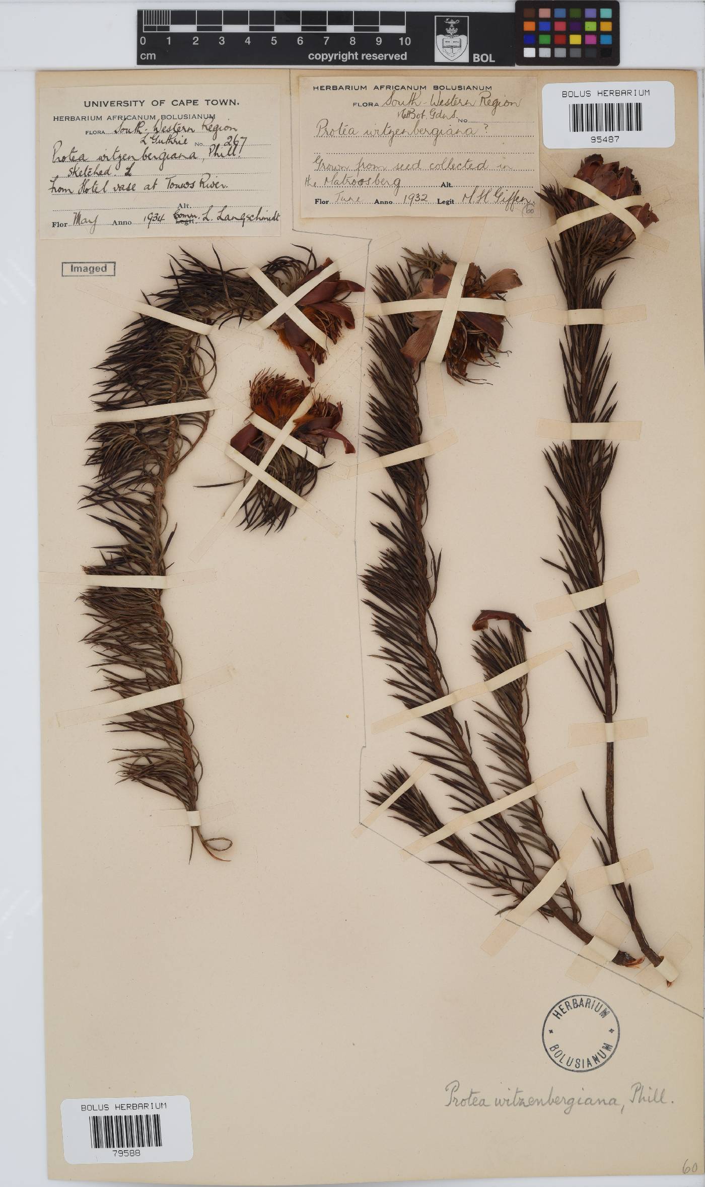 Protea witzenbergiana image