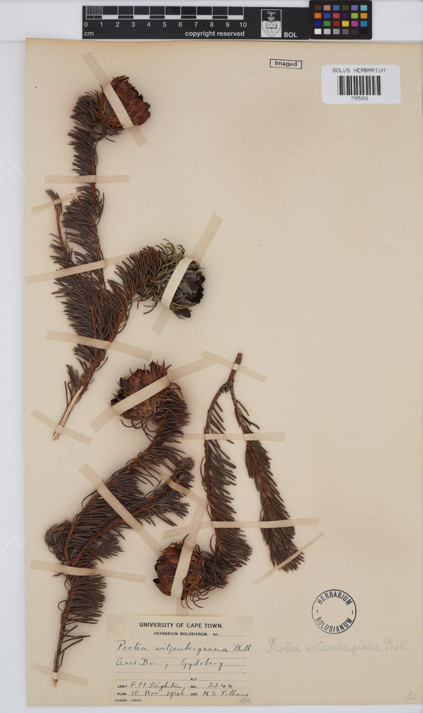 Protea witzenbergiana image