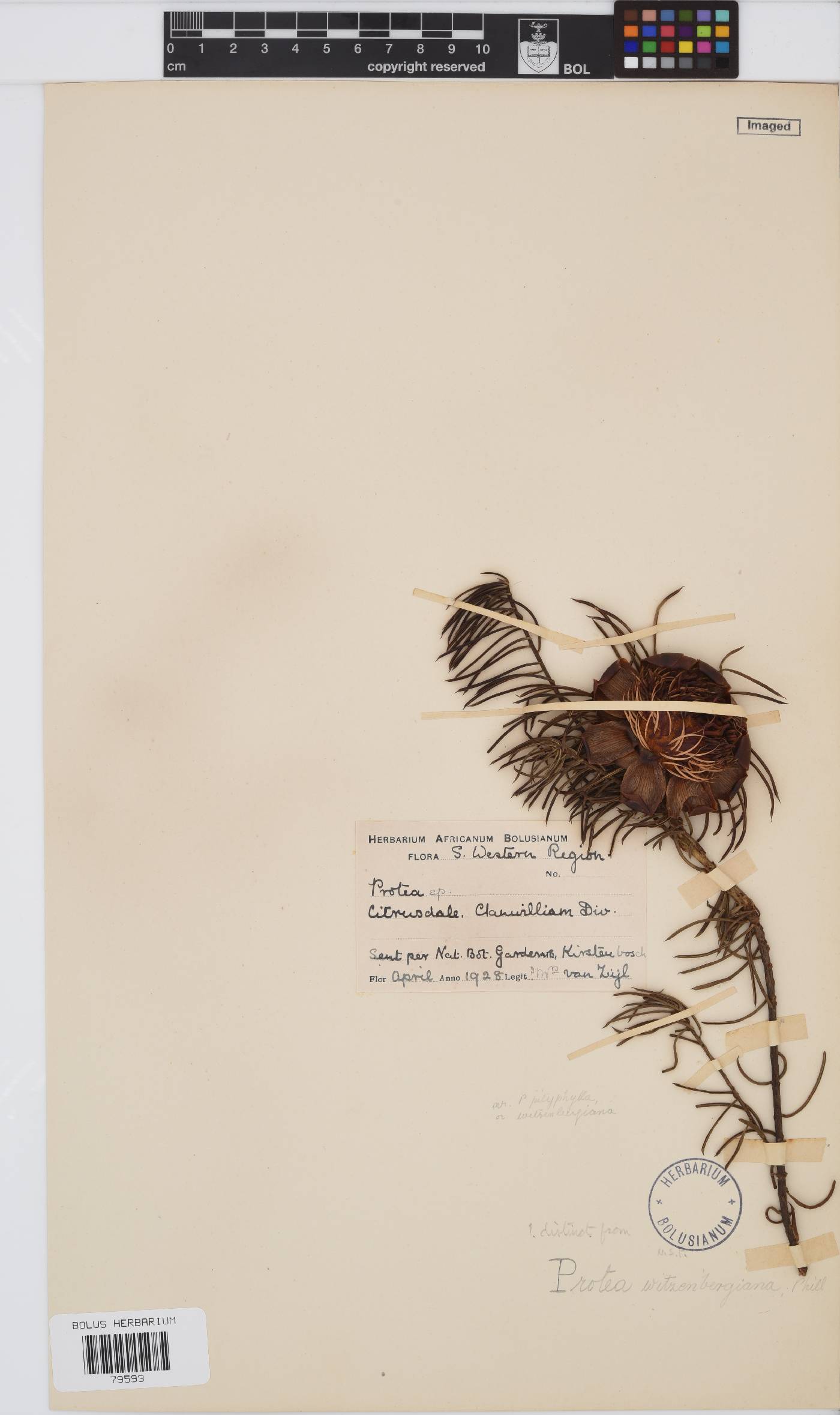 Protea witzenbergiana image