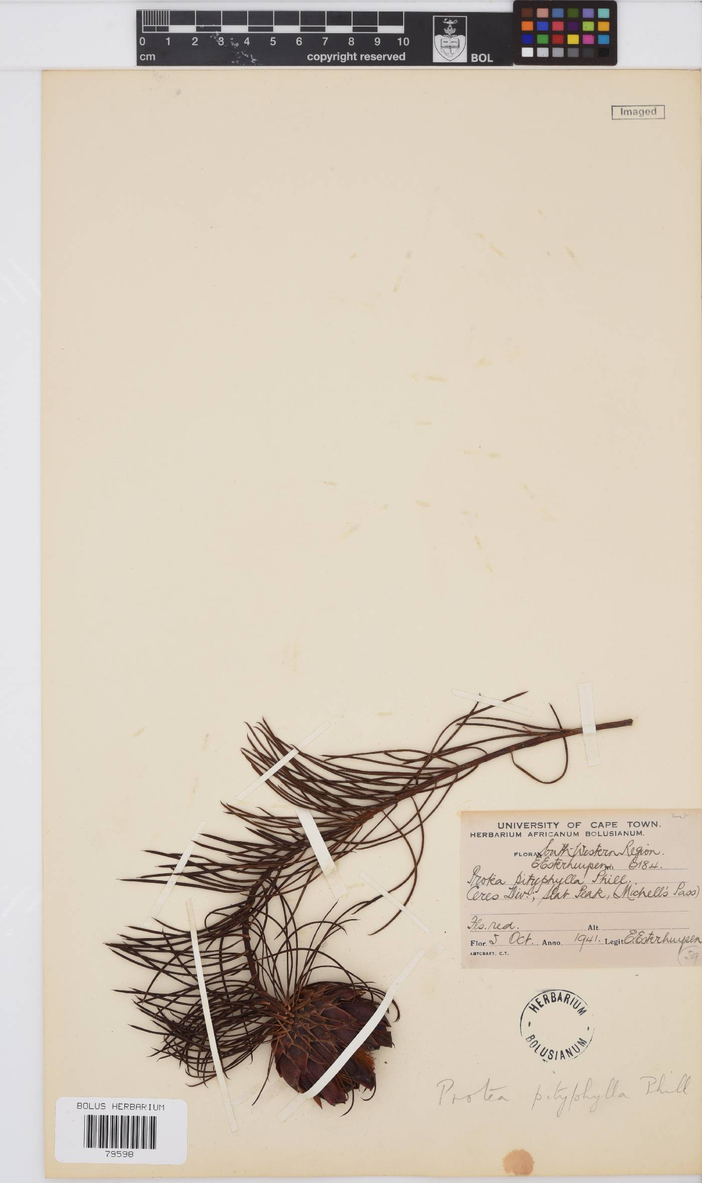 Protea pityphylla image