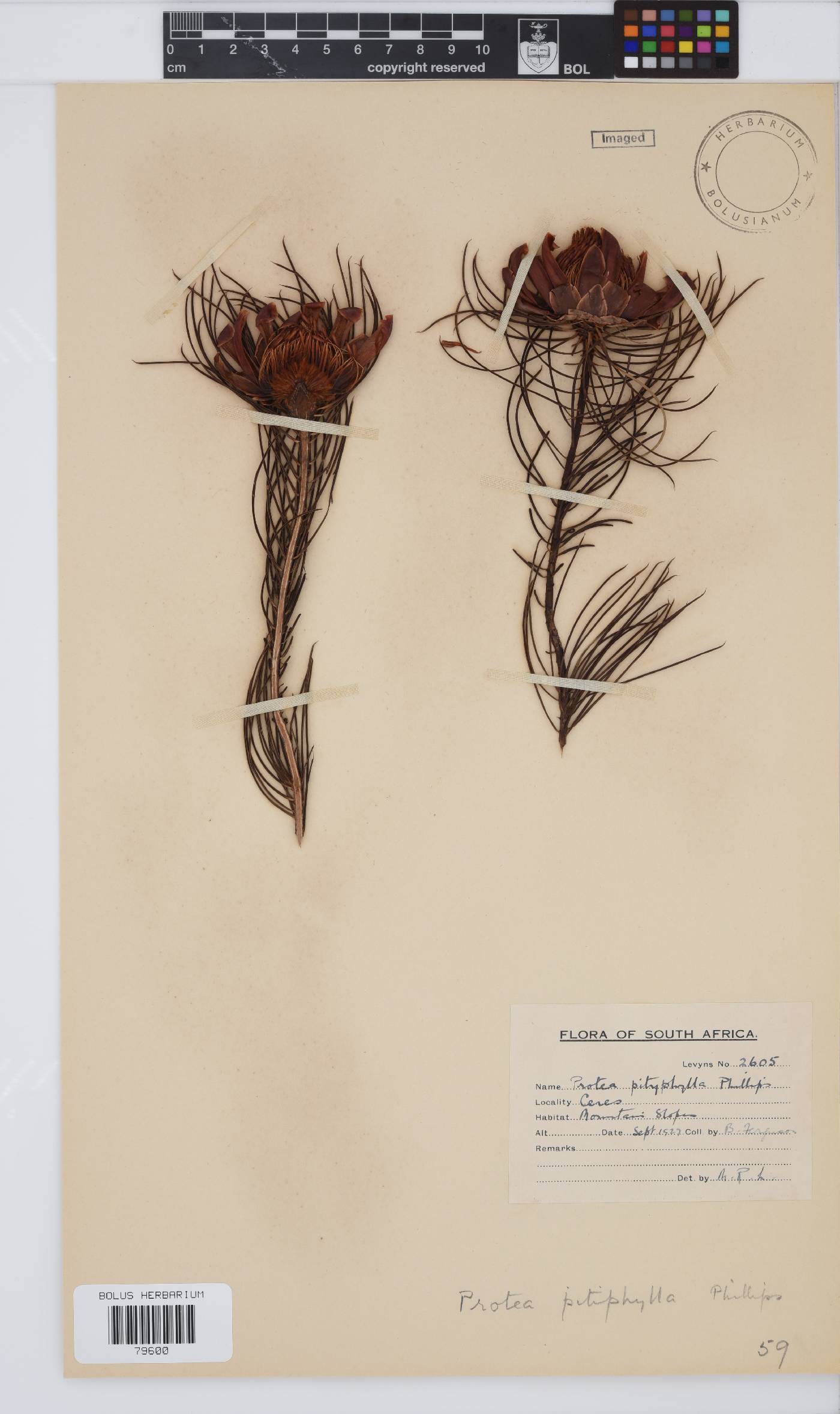 Protea pityphylla image