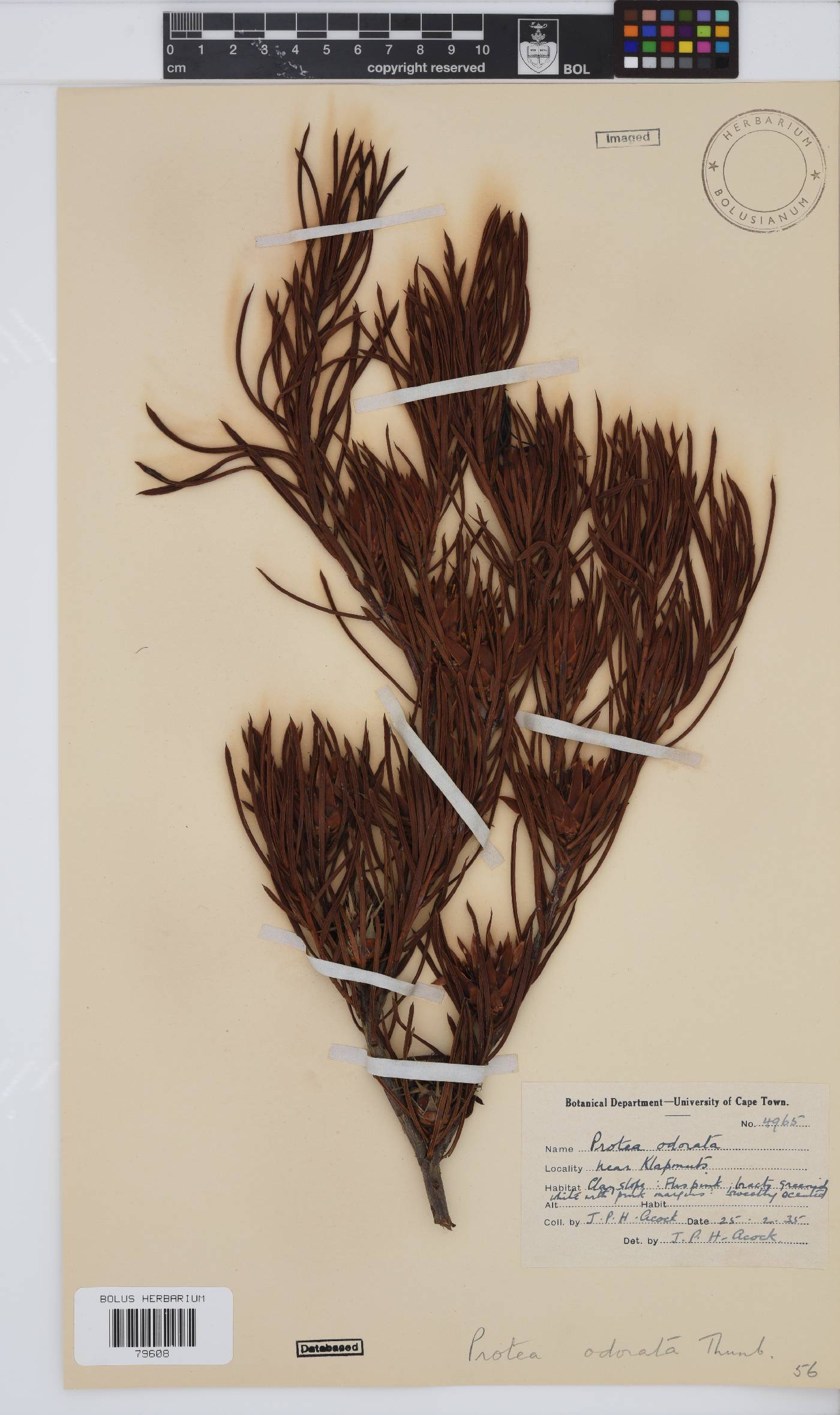 Protea odorata image