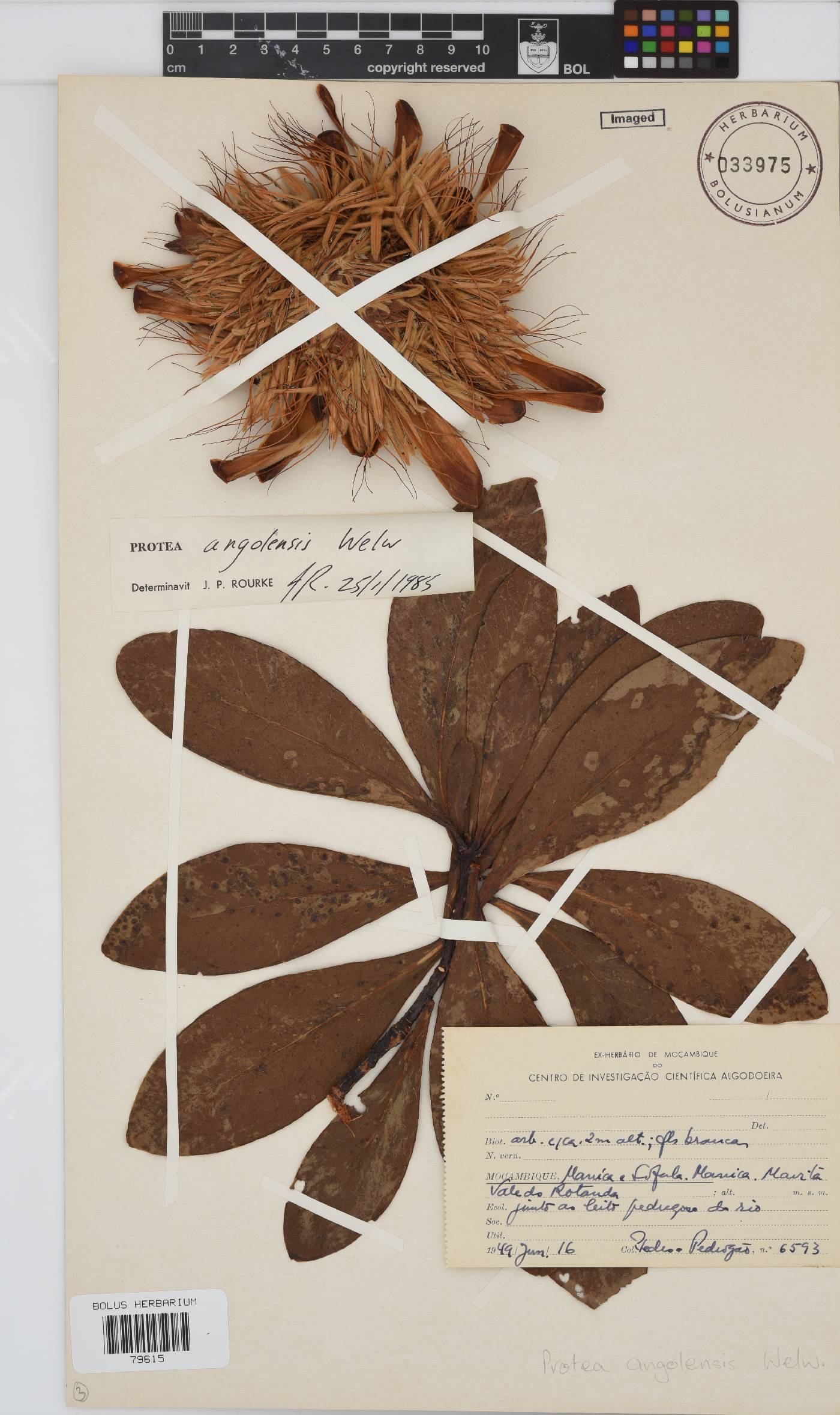 Protea angolensis image
