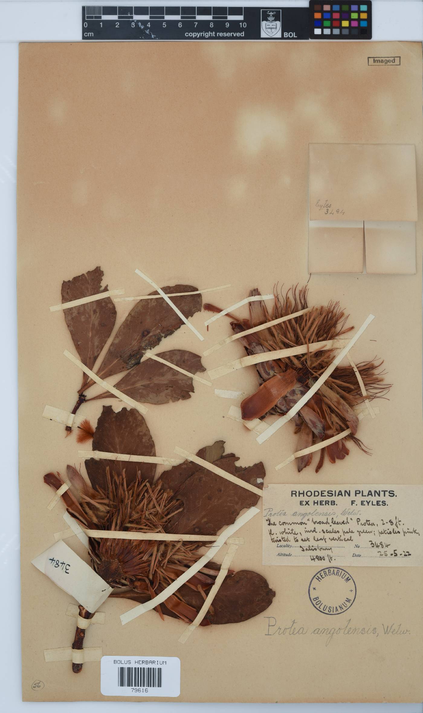 Protea angolensis image
