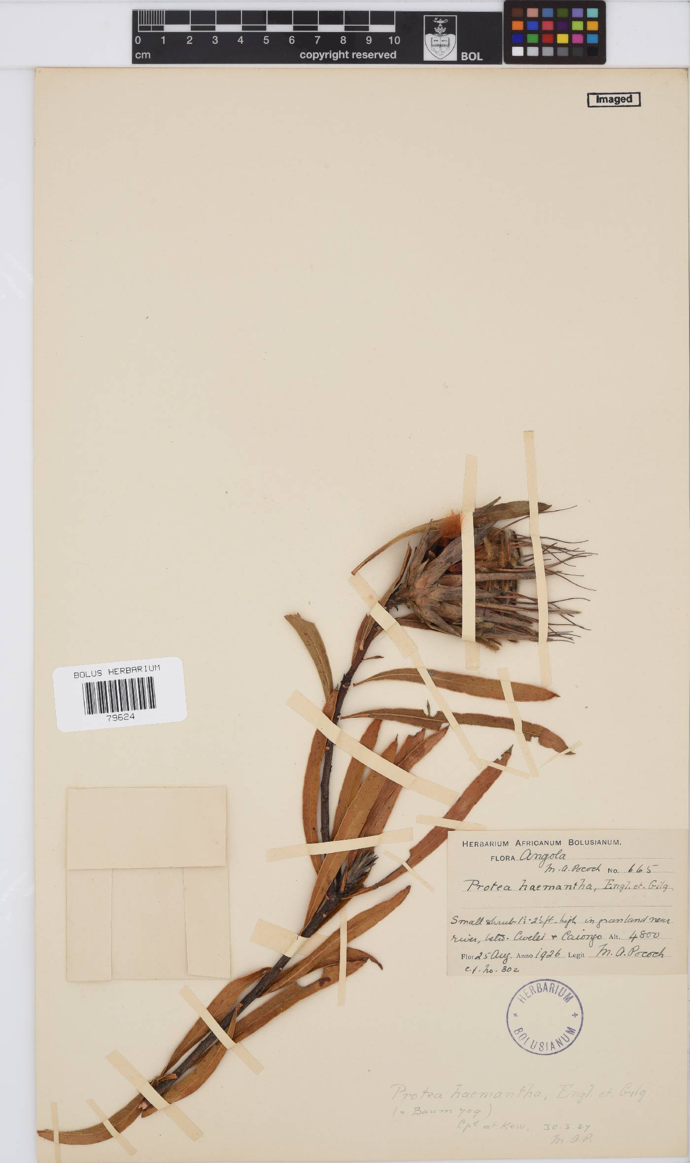Protea poggei subsp. haemantha image