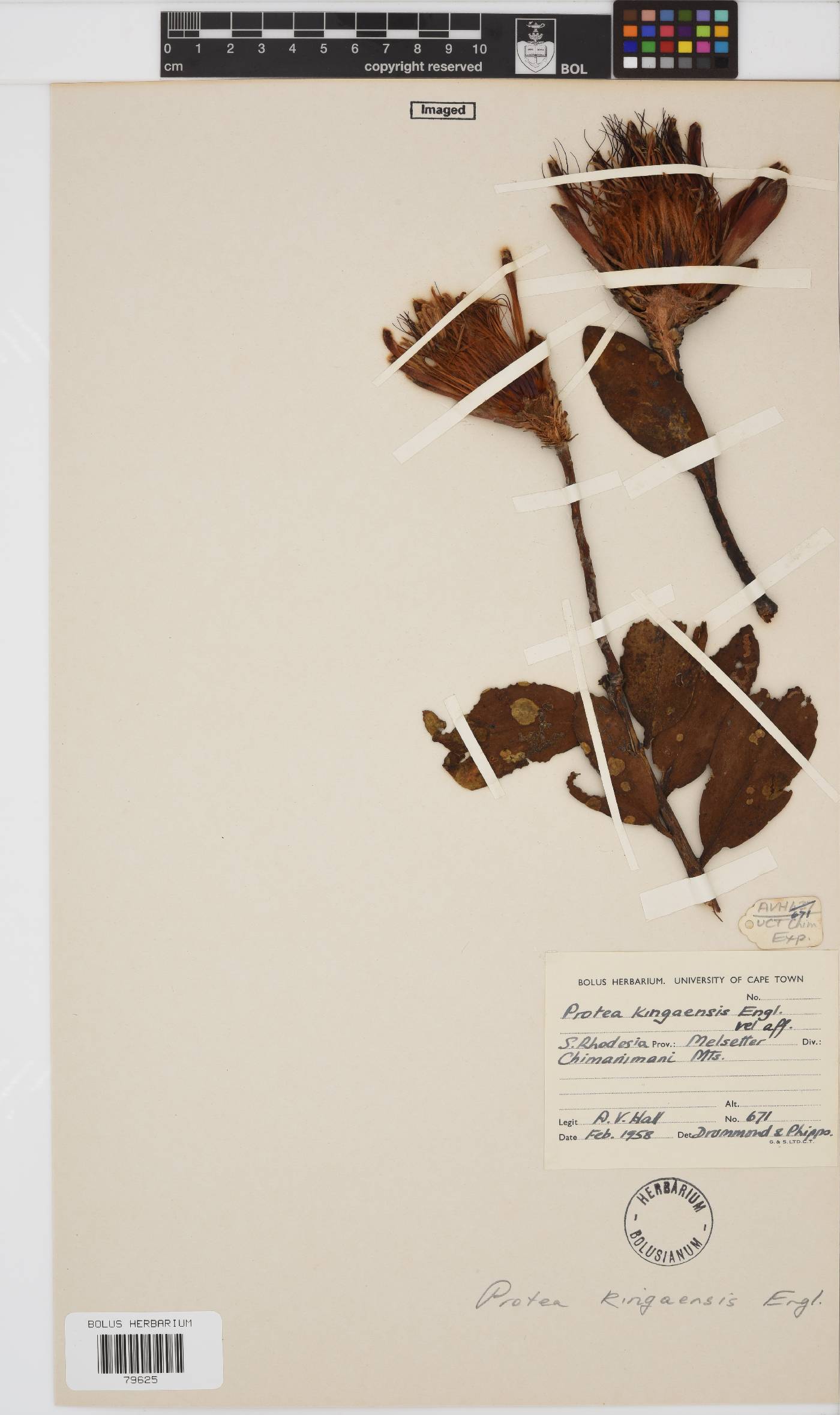 Protea rubrobracteata image