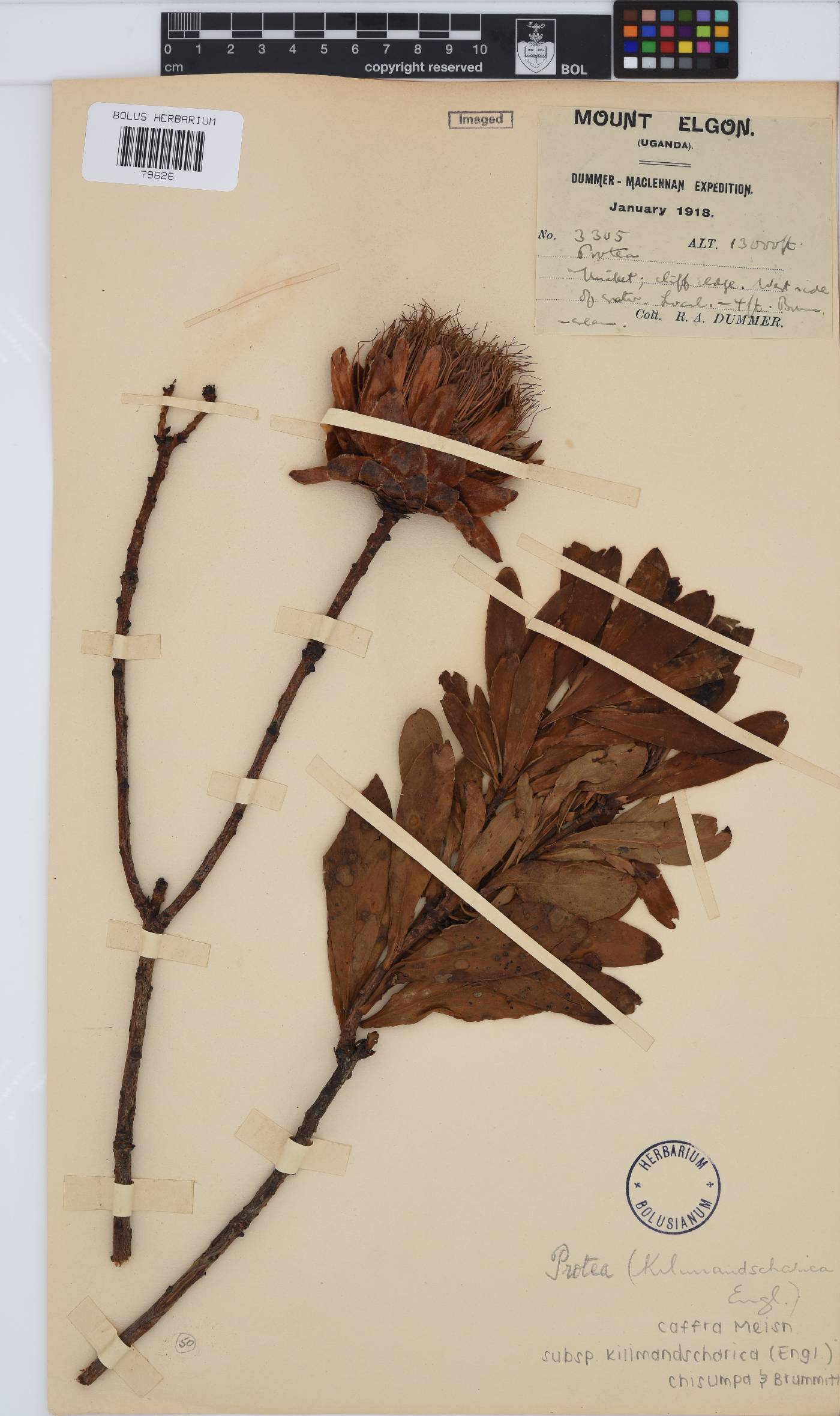Protea afra subsp. kilimandscharica image