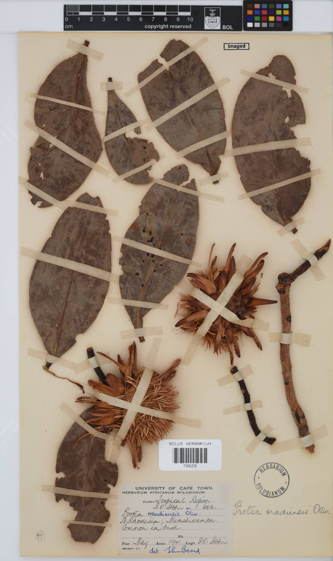 Protea madiensis image