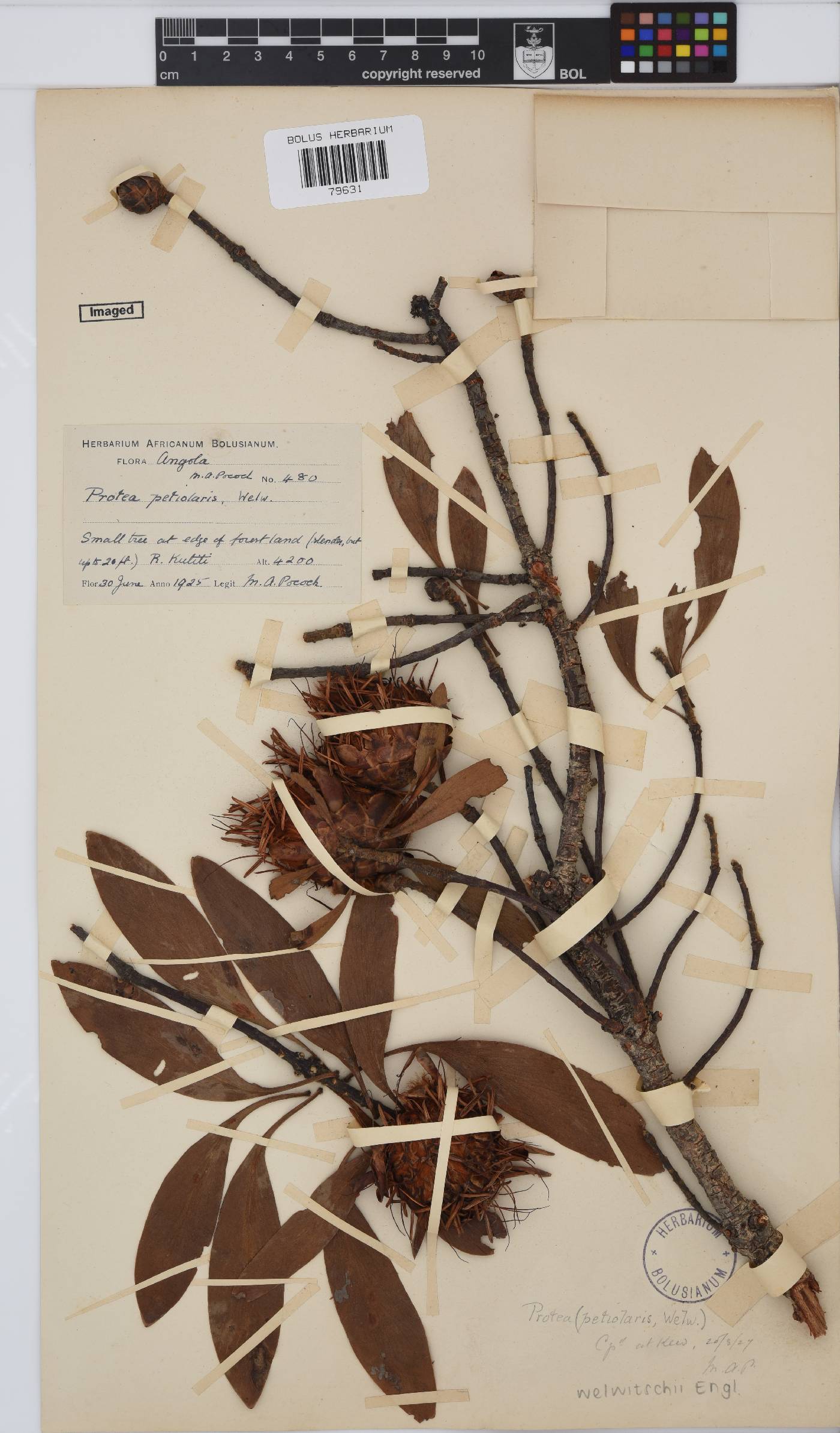 Protea welwitschii image