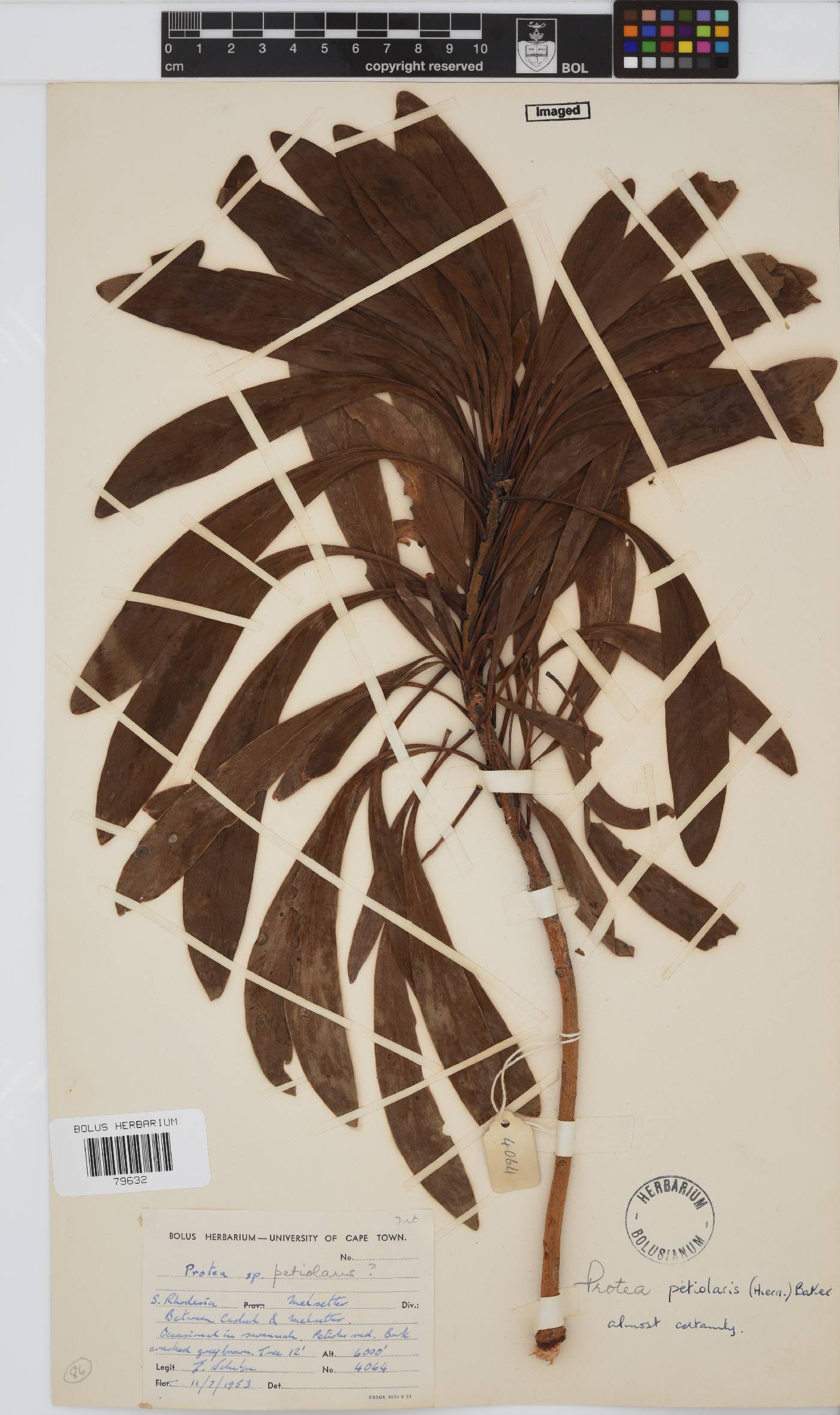 Protea petiolaris image