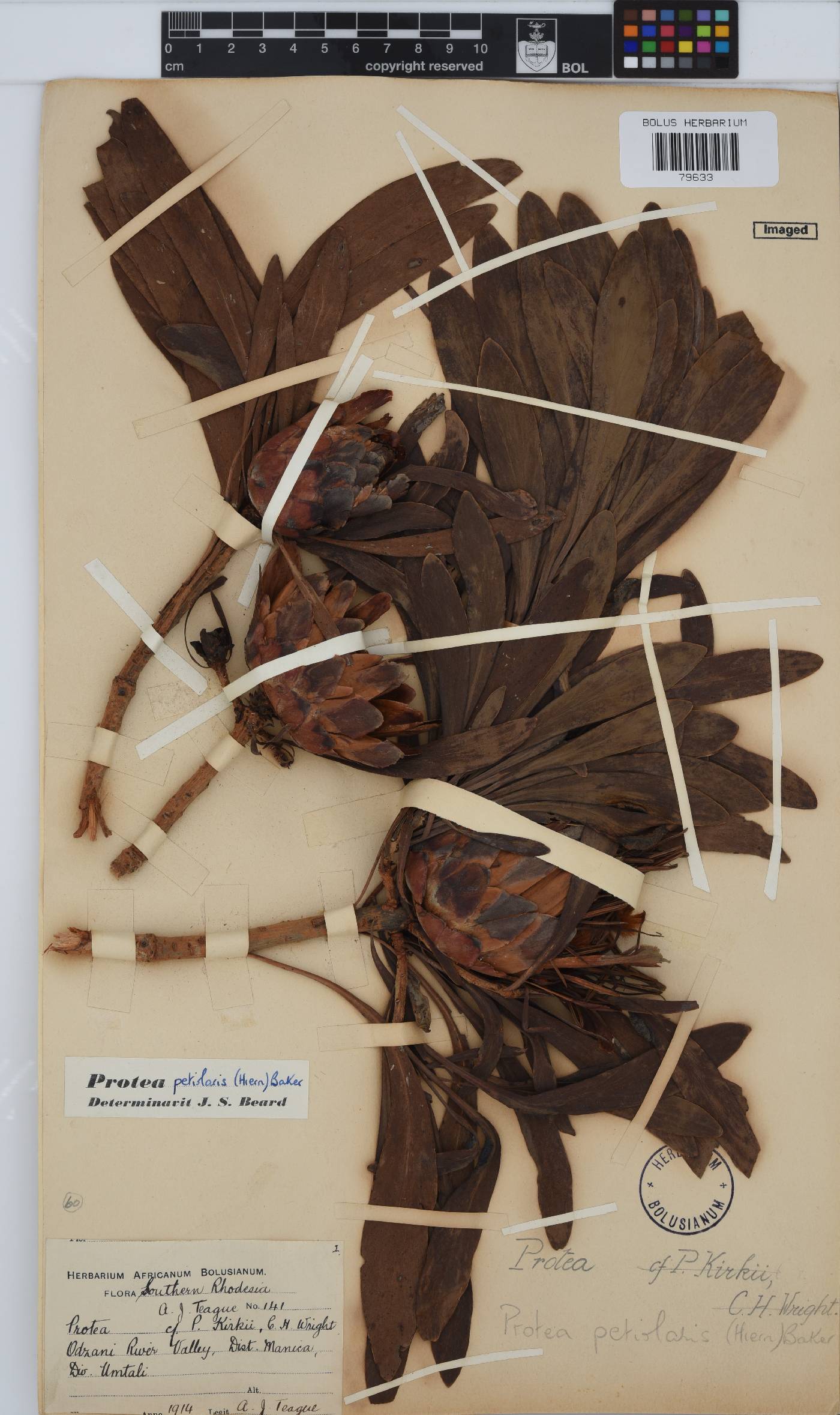 Protea petiolaris image