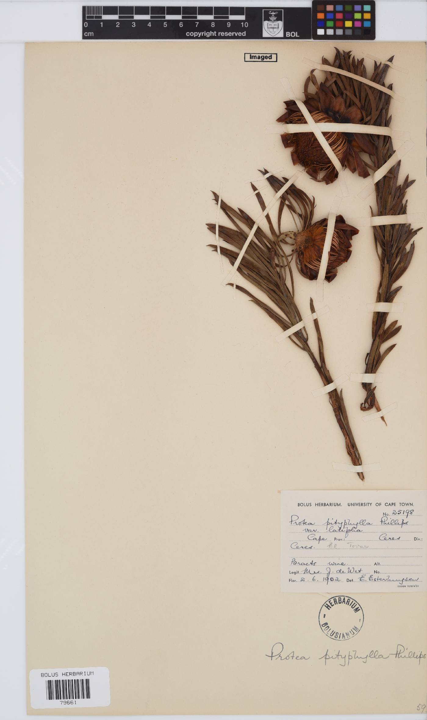 Protea pityphylla image