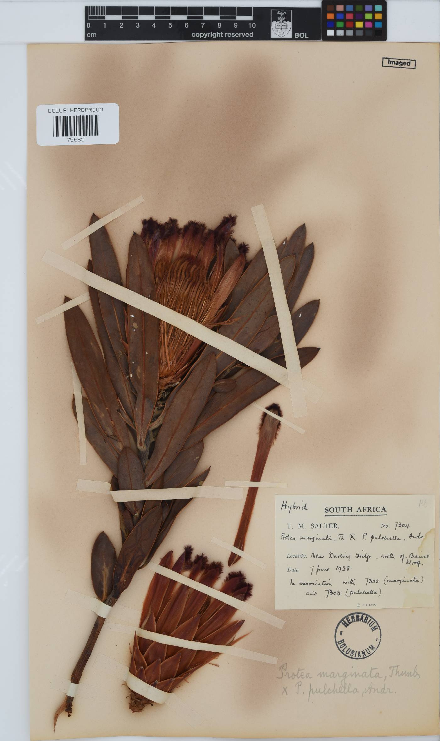 Protea image