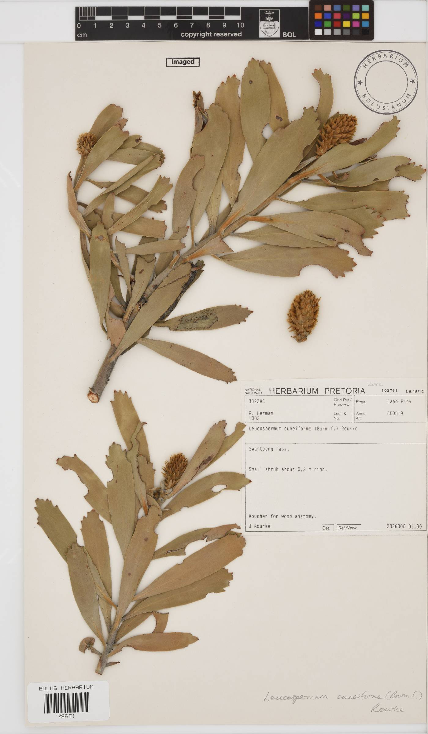 Leucospermum image