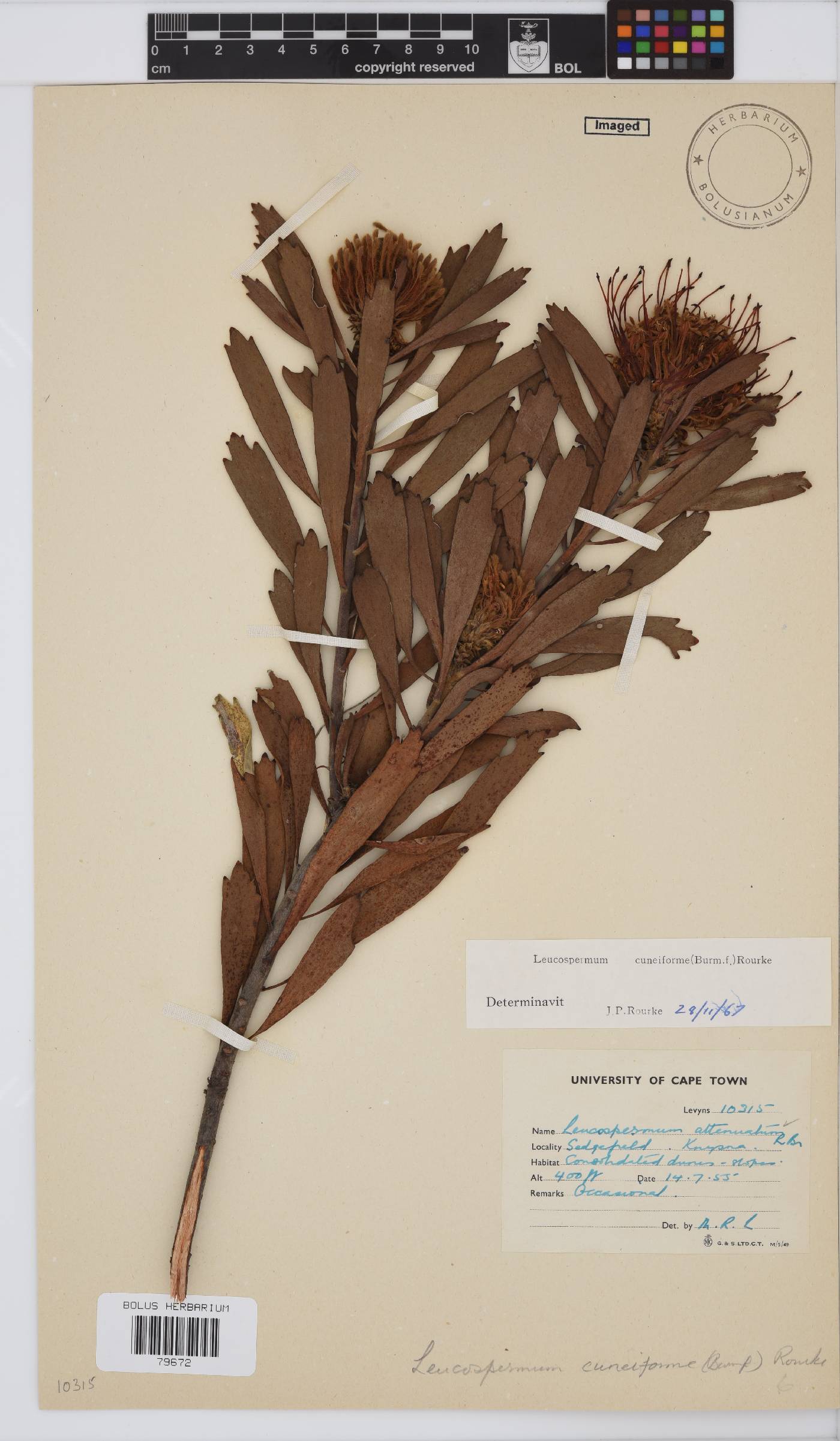 Leucospermum image